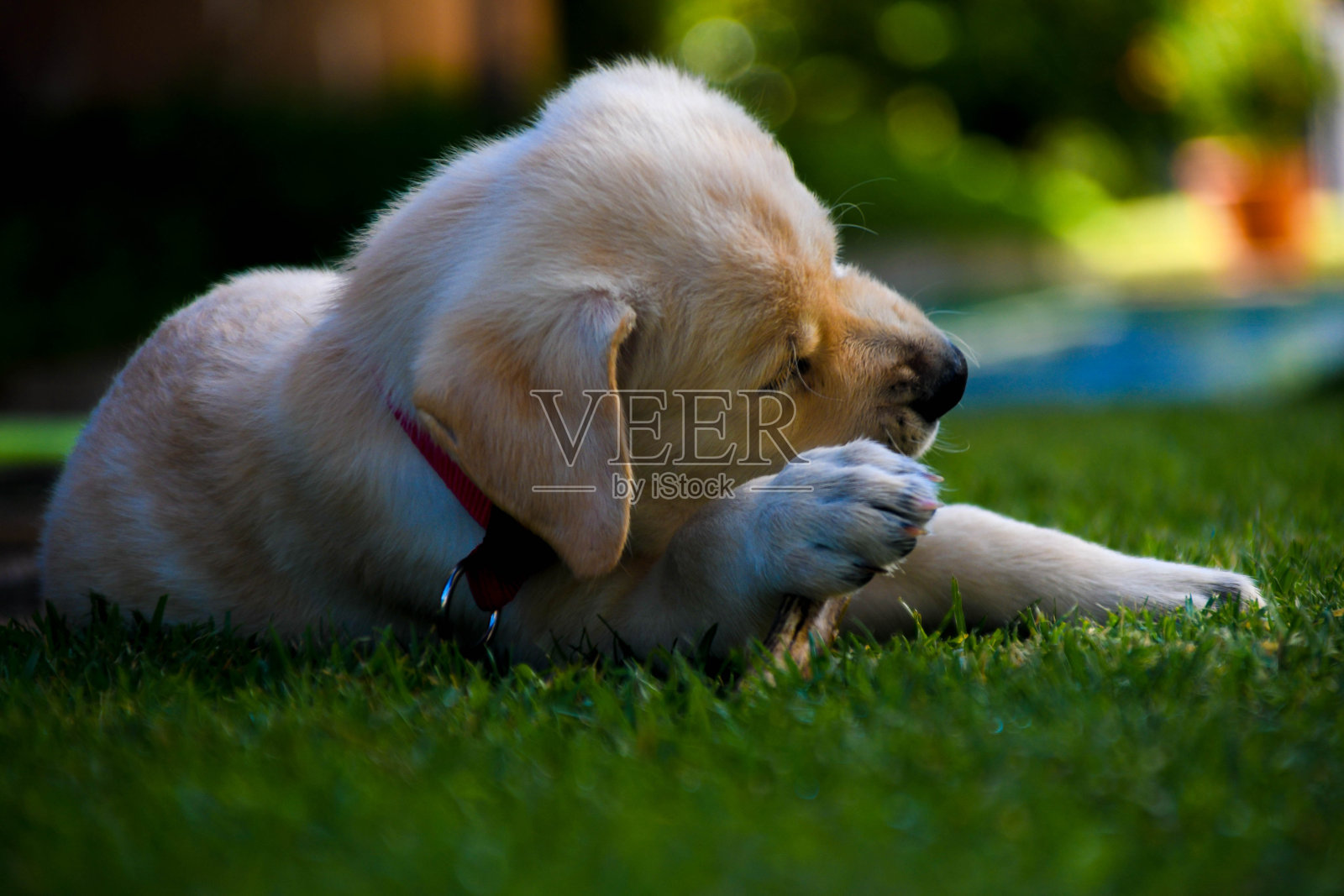 金色的小狗在草地上。导盲犬小狗在草地上玩耍照片摄影图片