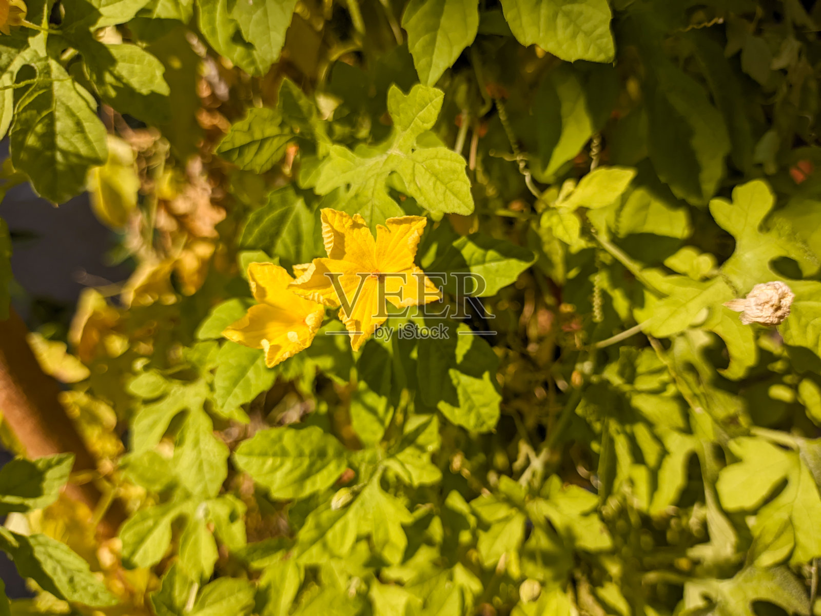 苦瓜花。又称苦瓜、戈雅、苦苹果、苦瓜、苦瓜、苦瓜照片摄影图片