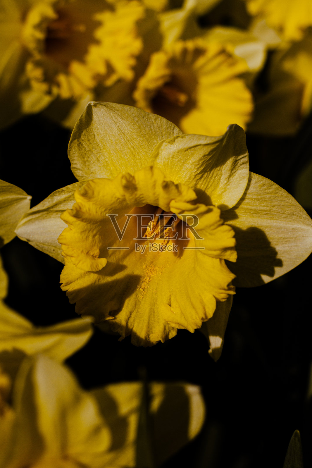 黄色在黑暗中闪闪发光照片摄影图片