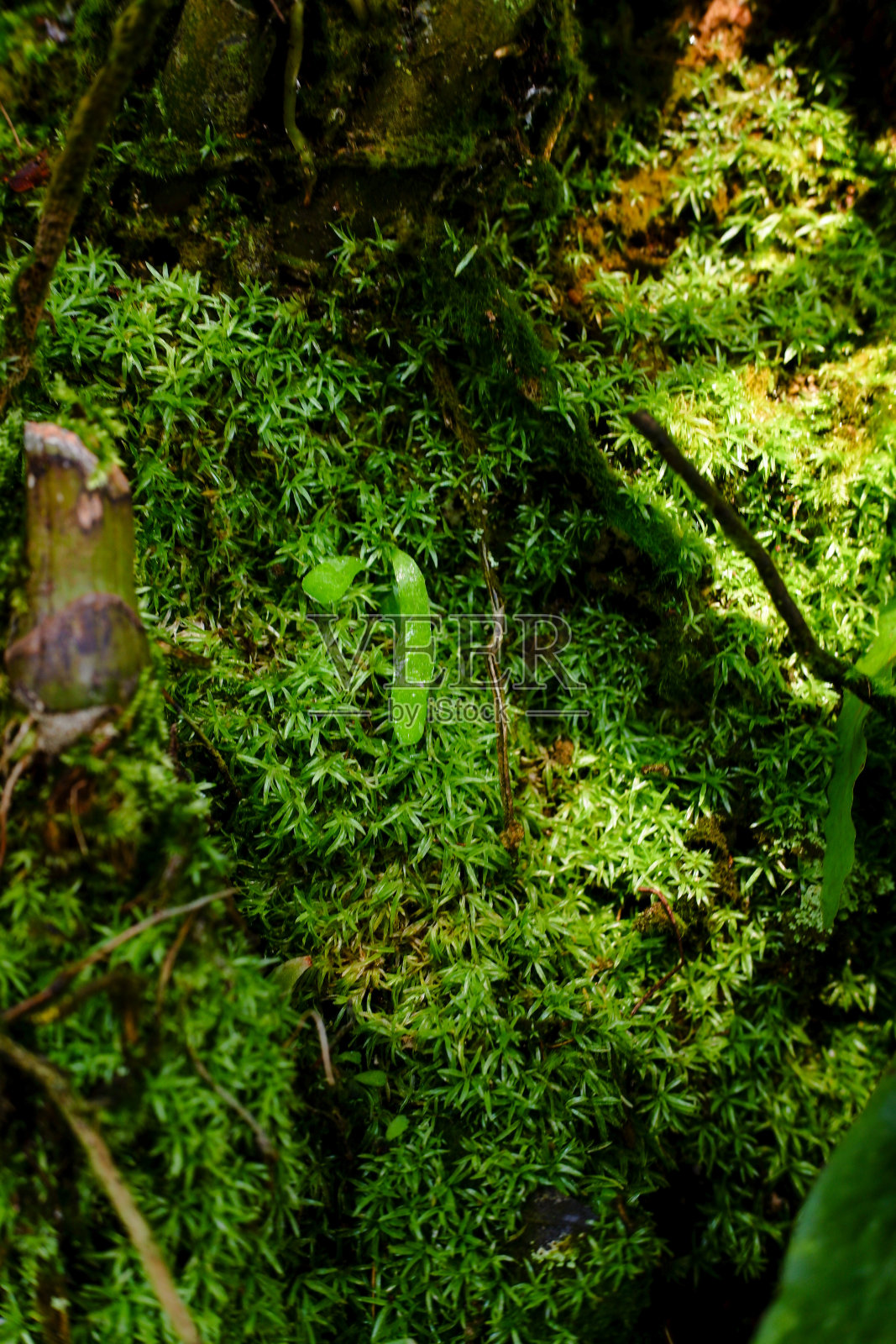 苔藓植物照片摄影图片