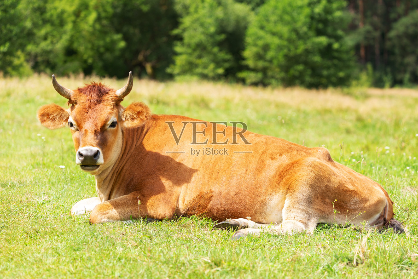 奶牛在绿色的牧场上吃草照片摄影图片