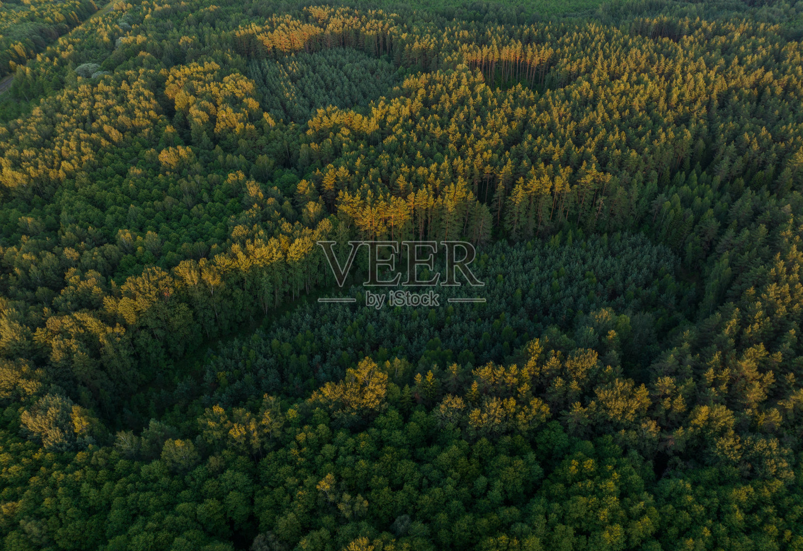 破坏森林，砍伐树木。照片摄影图片