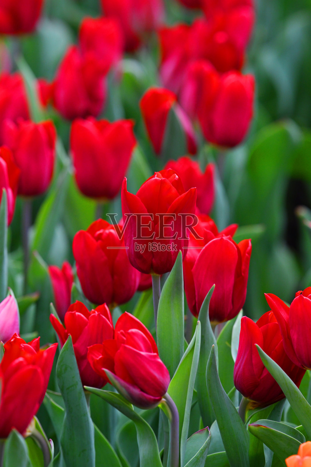 红玫瑰丛盛开的花园夏天照片摄影图片