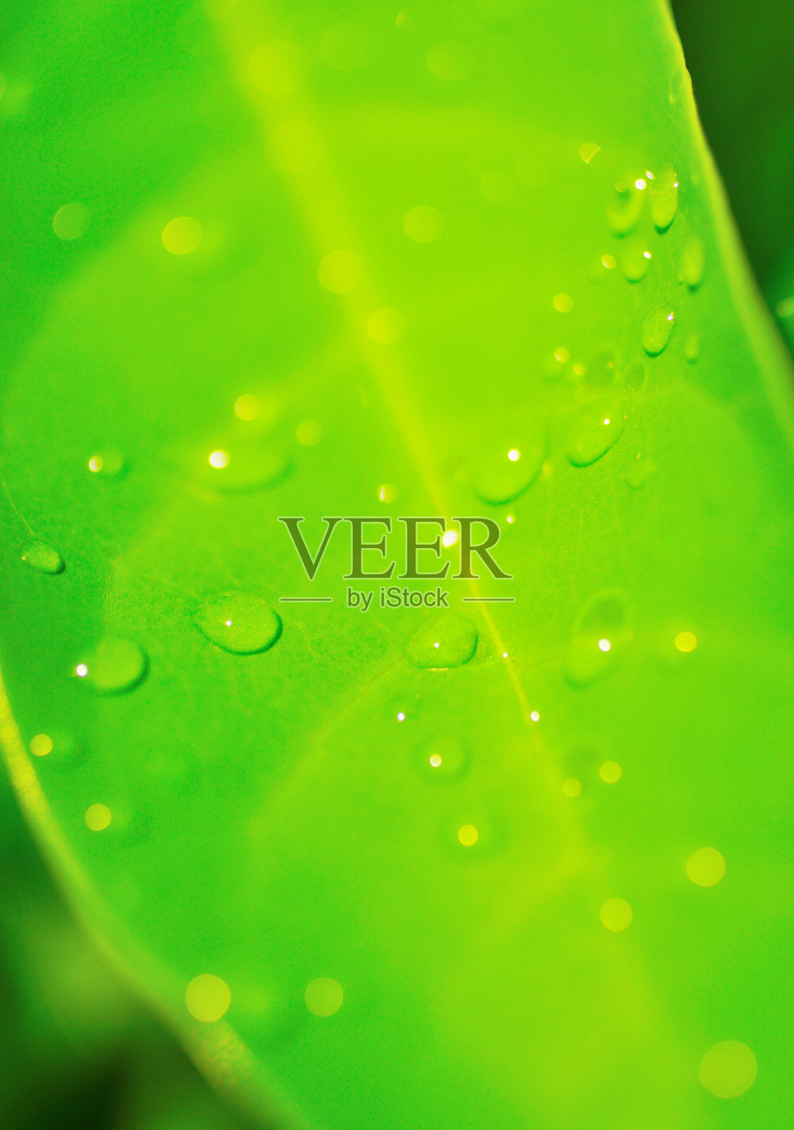 清新的自然背景，绿叶上的雨滴照片摄影图片