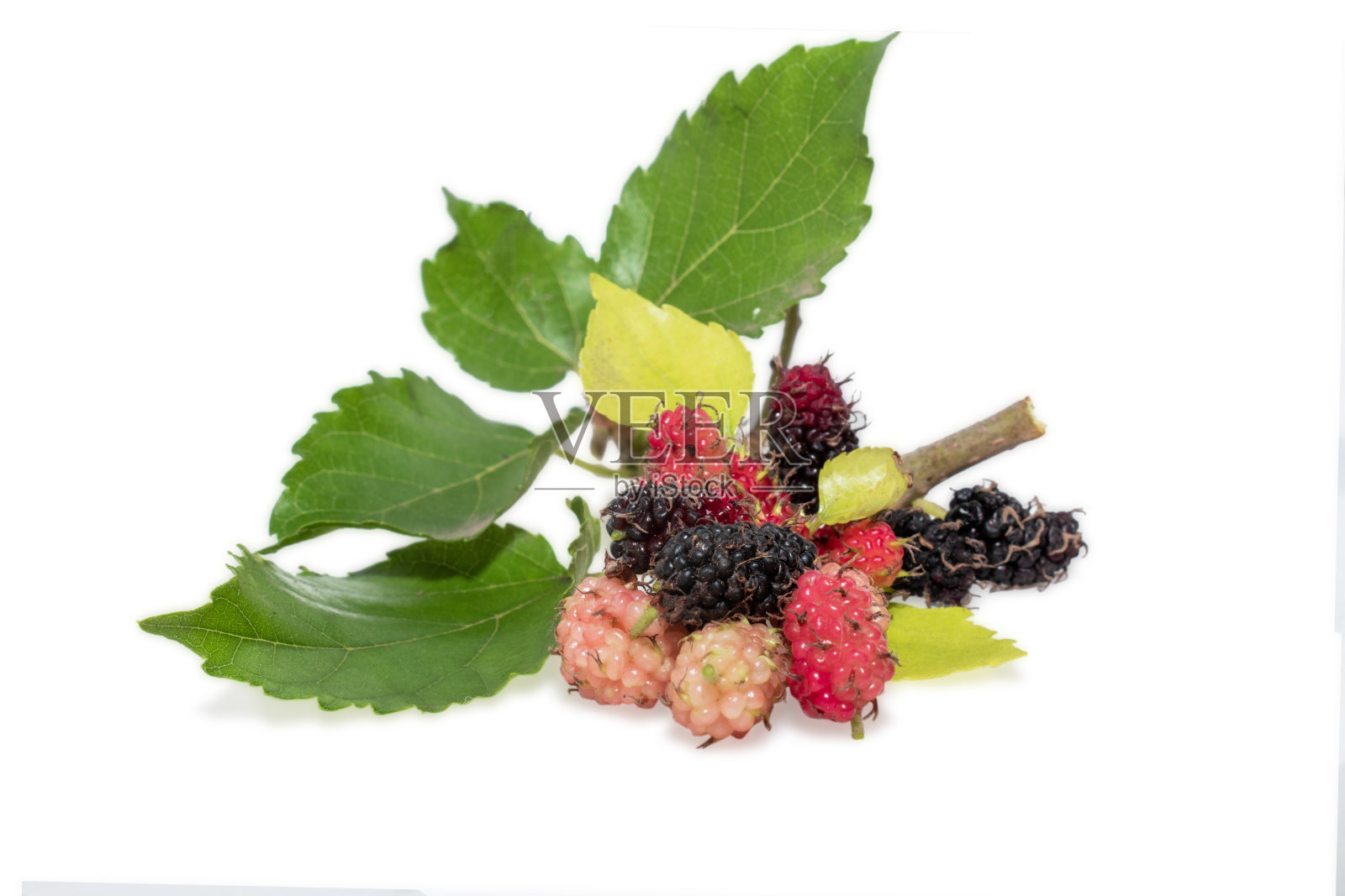 成熟而美味的黑桑树果实，白色背景上有孤立的绿叶。照片摄影图片