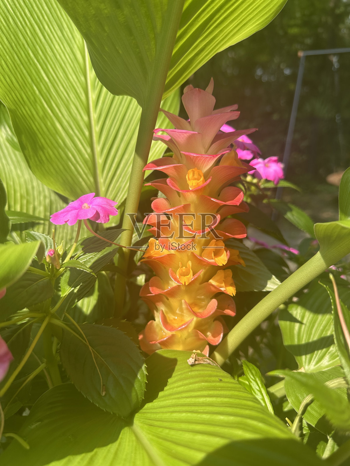 姜黄照片摄影图片