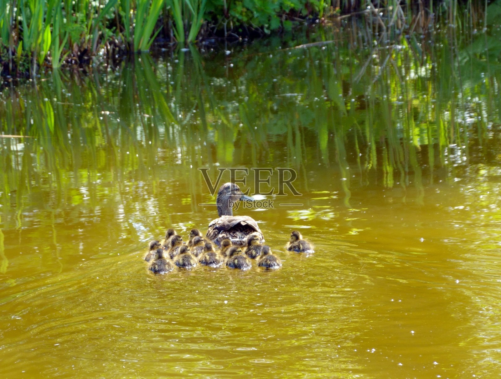荷兰的水禽照片摄影图片