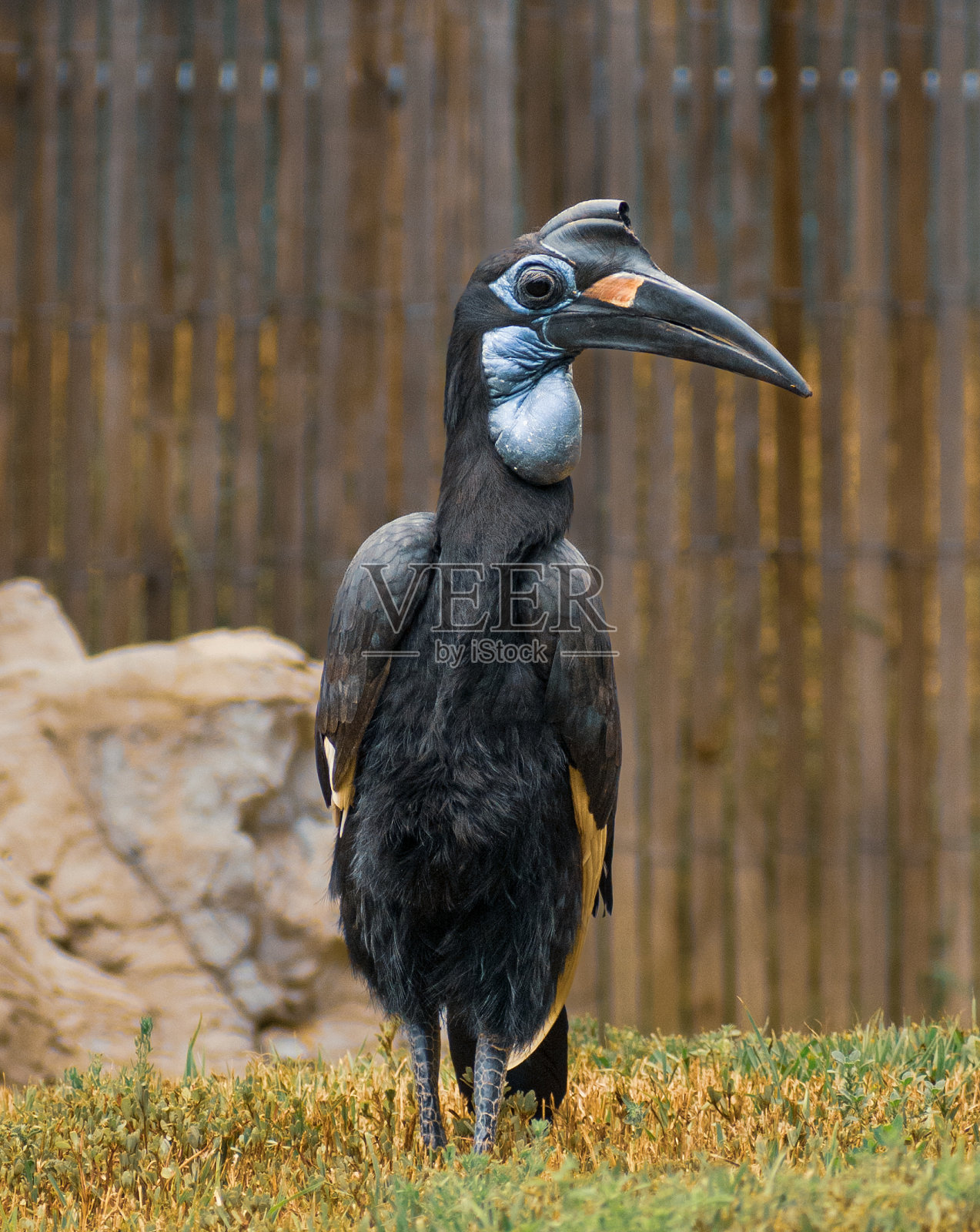 动物园里的黑鸟照片摄影图片