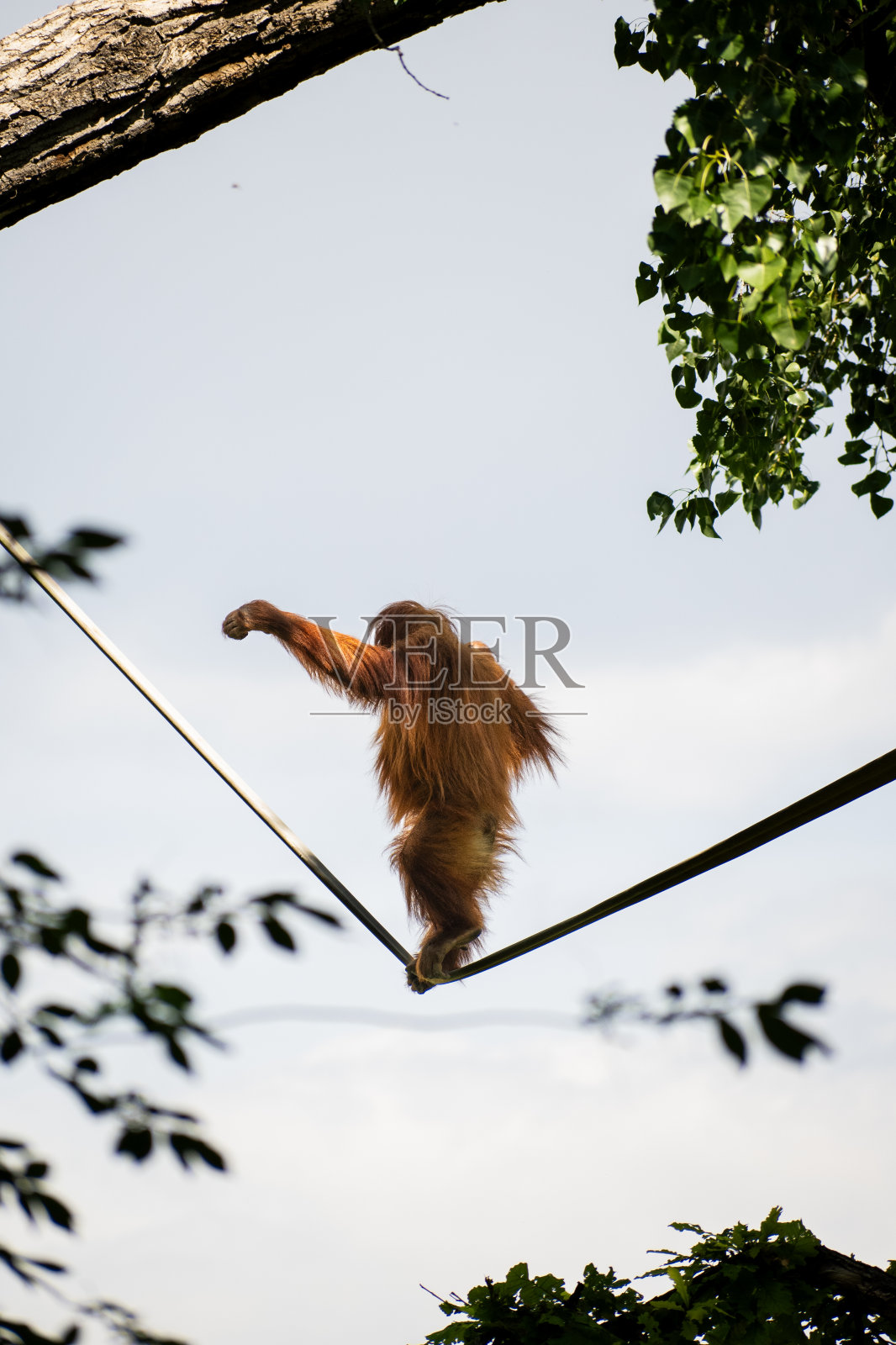 猩猩在绳子上保持平衡照片摄影图片
