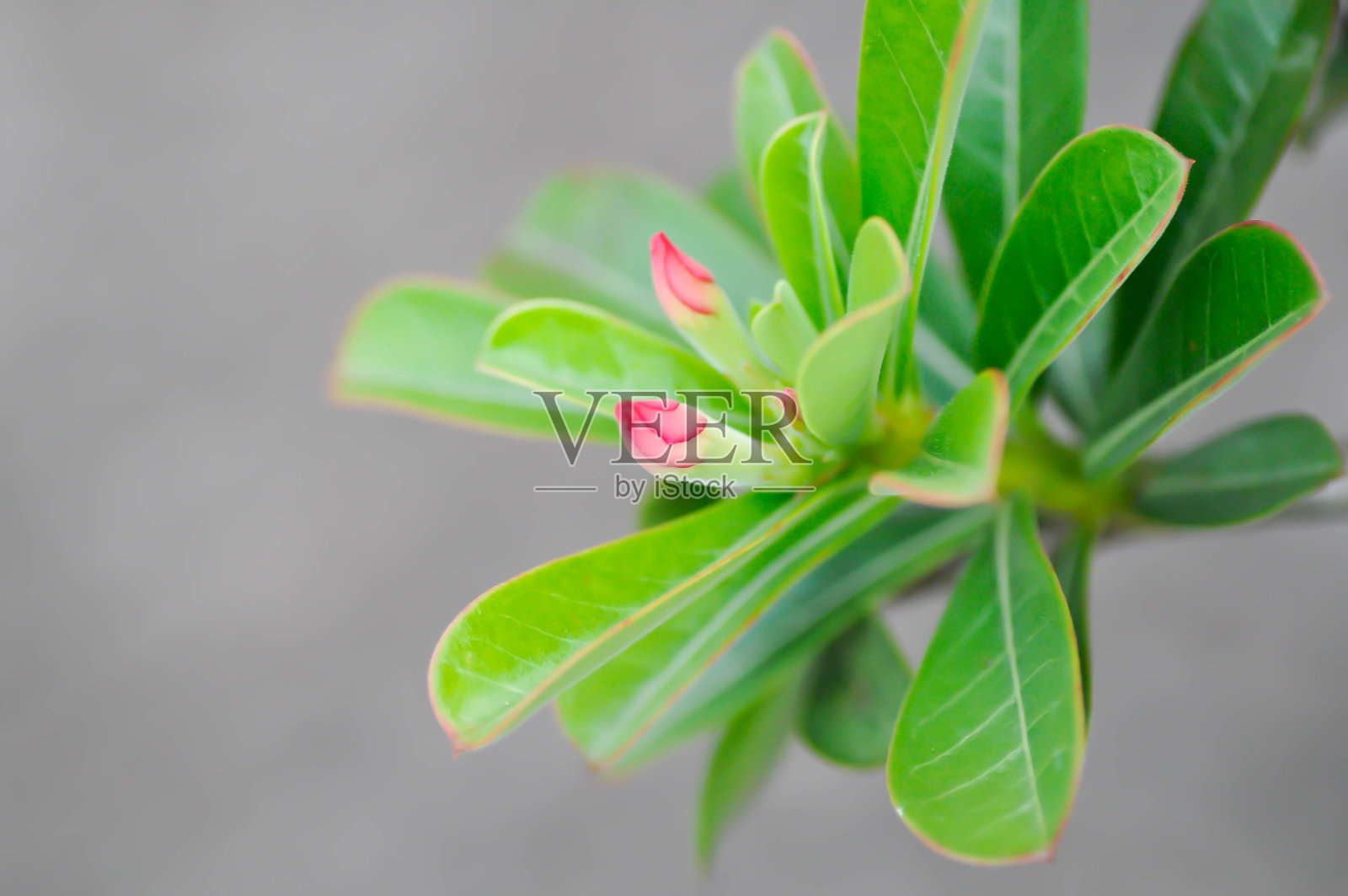 沙漠玫瑰、APOCYACEAE 或 Adenium obesum 或 Mock Azalea 或 Pinkbignonia 或 Impala lily 或花蕾照片摄影图片