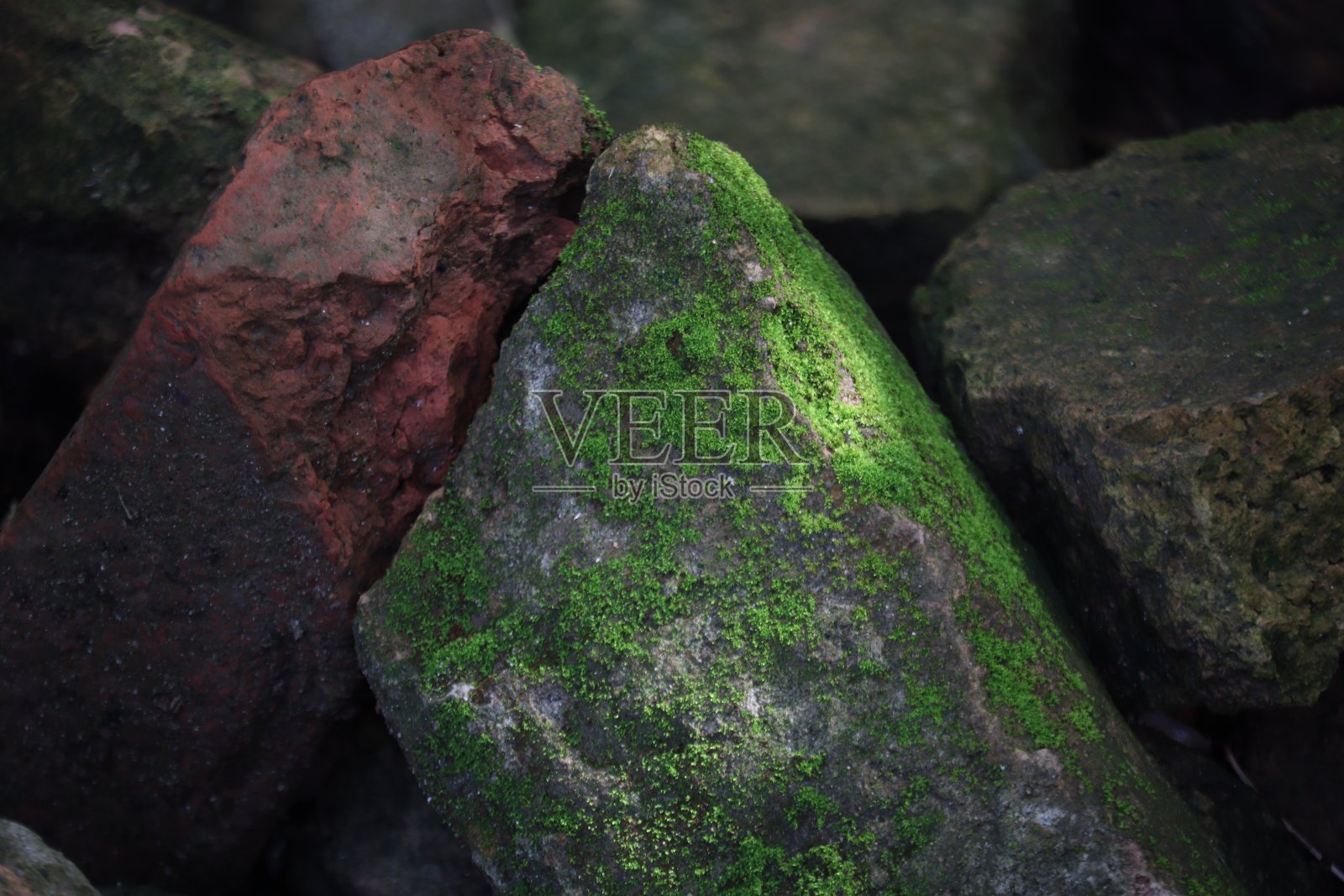 苔藓照片摄影图片