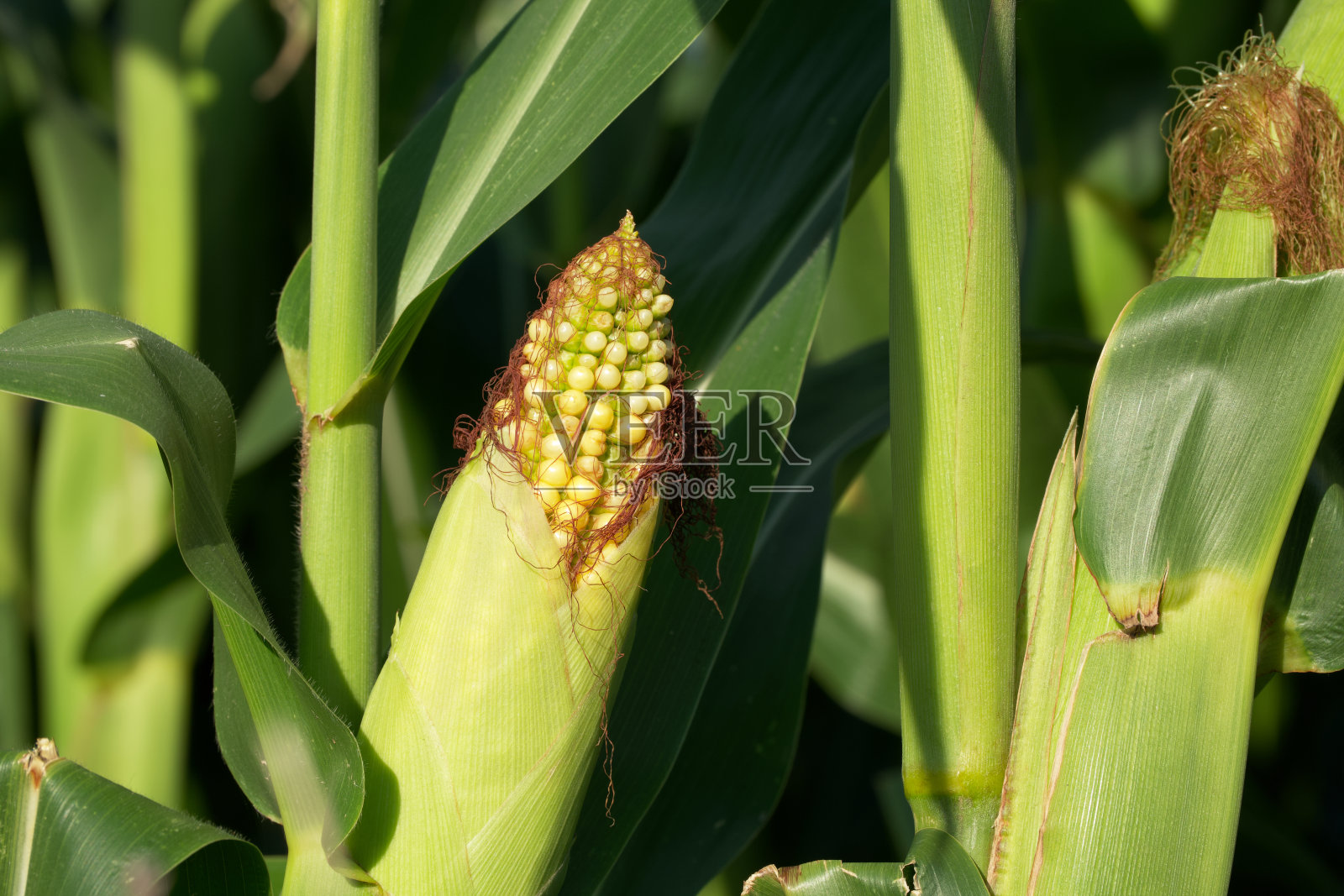 成熟的玉米棒子照片摄影图片