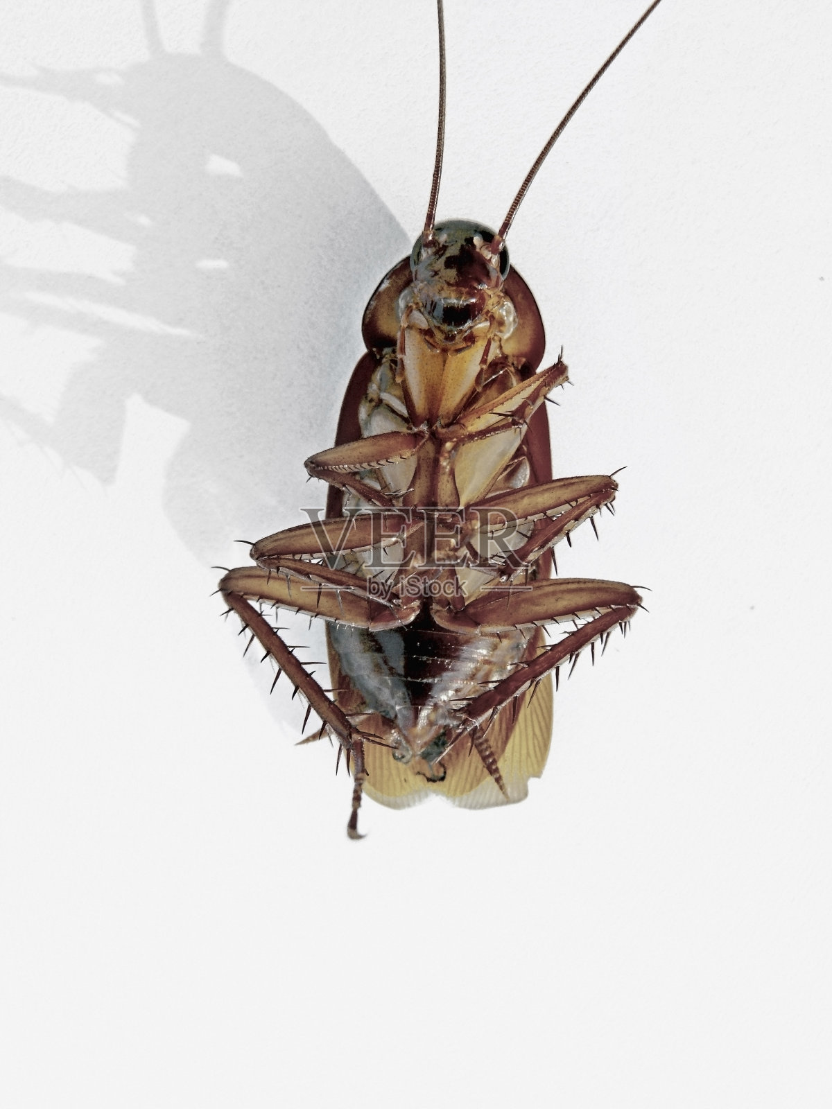 死蟑螂，蟑螂照片摄影图片