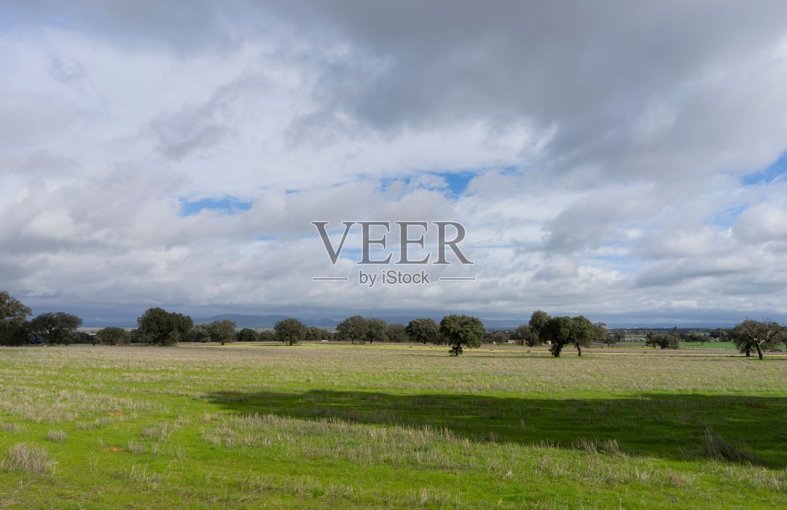 绿色的田野，树木和蓝天白云。景观壁纸。Navalvillar de Pela。照片摄影图片