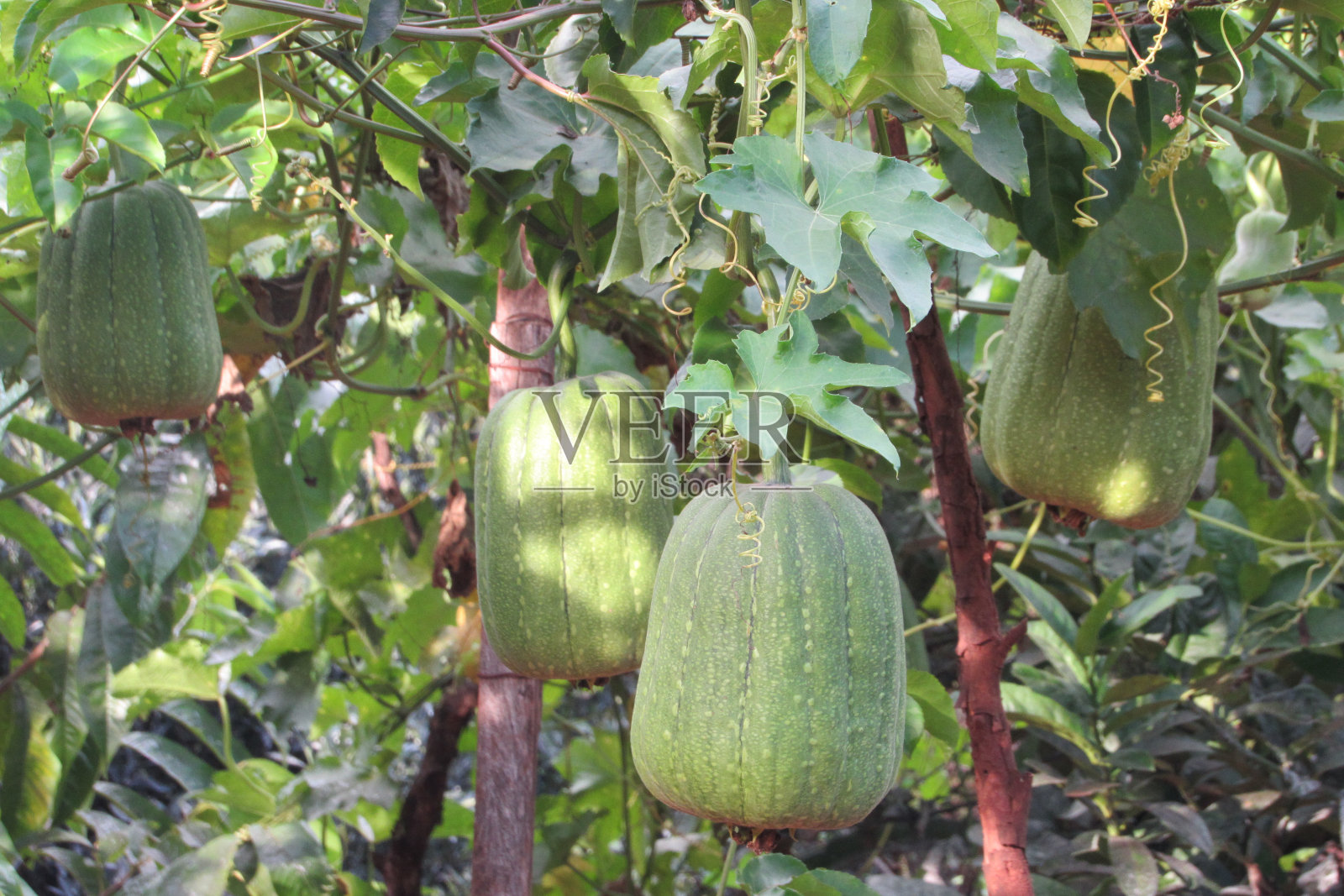 沐浴海绵/蔬菜丝瓜络种植园照片摄影图片