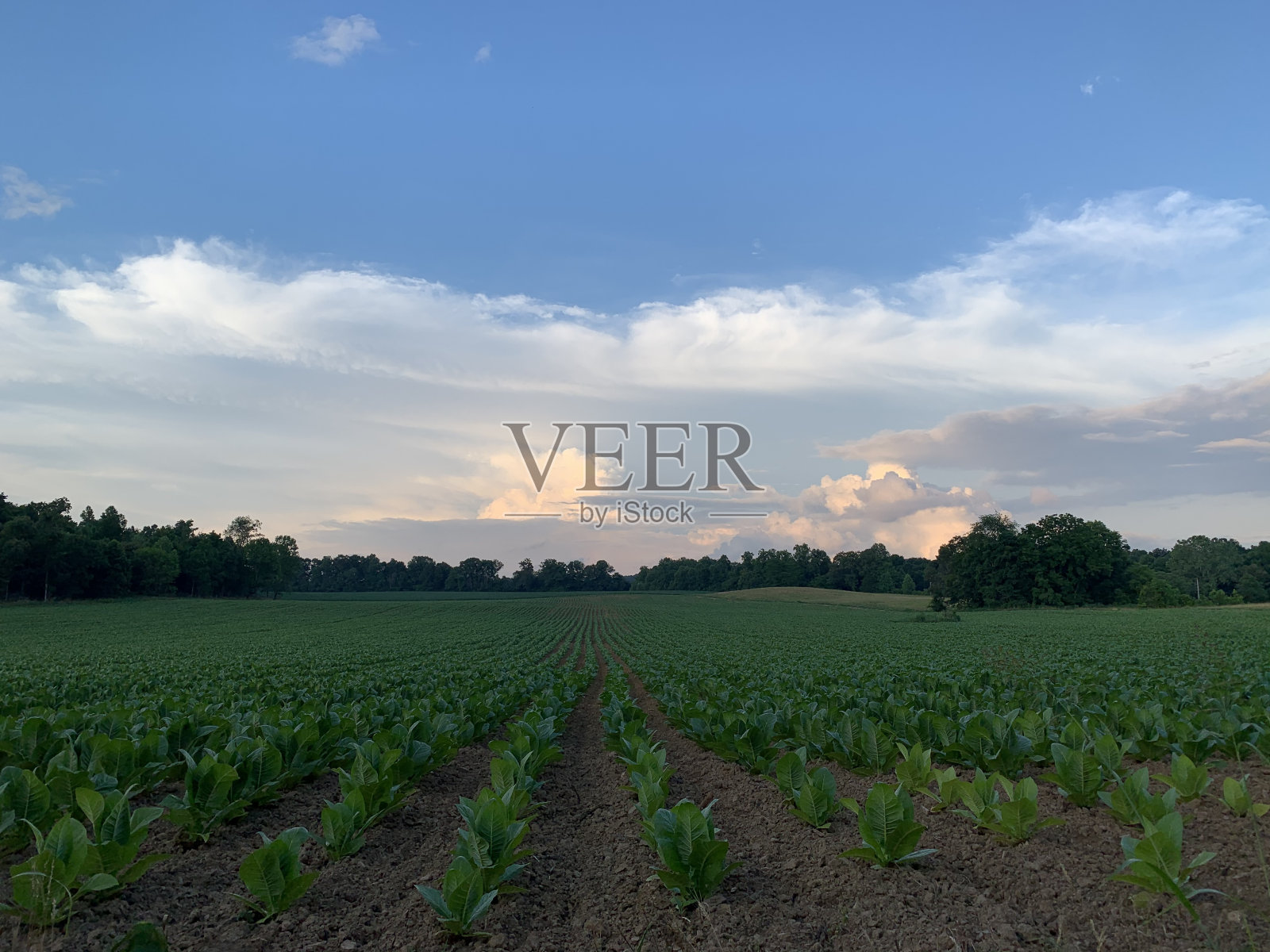 烟草照片摄影图片