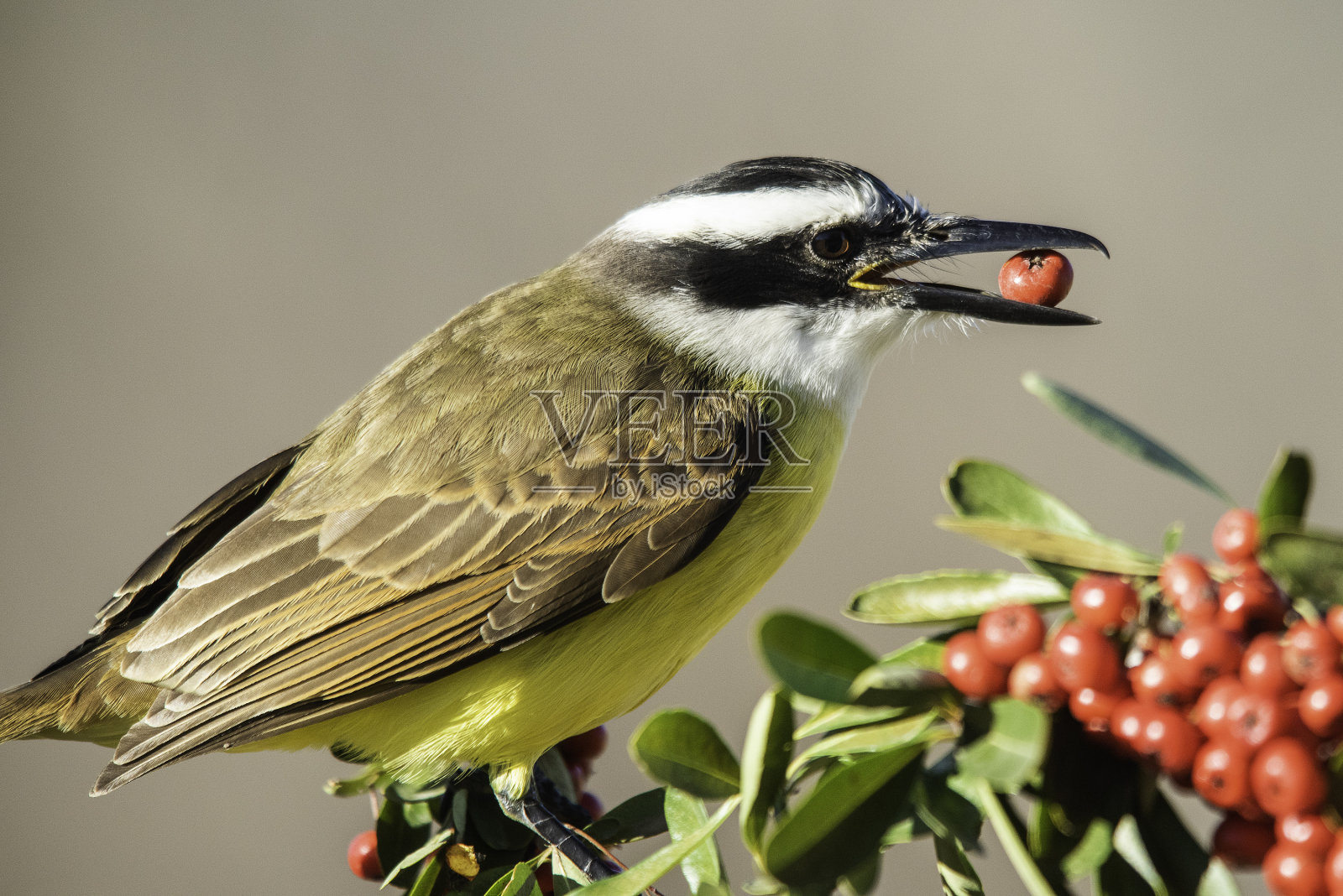 大Kiskadee, Pitangus suluratus, Calden森林，La Pampa，阿根廷照片摄影图片