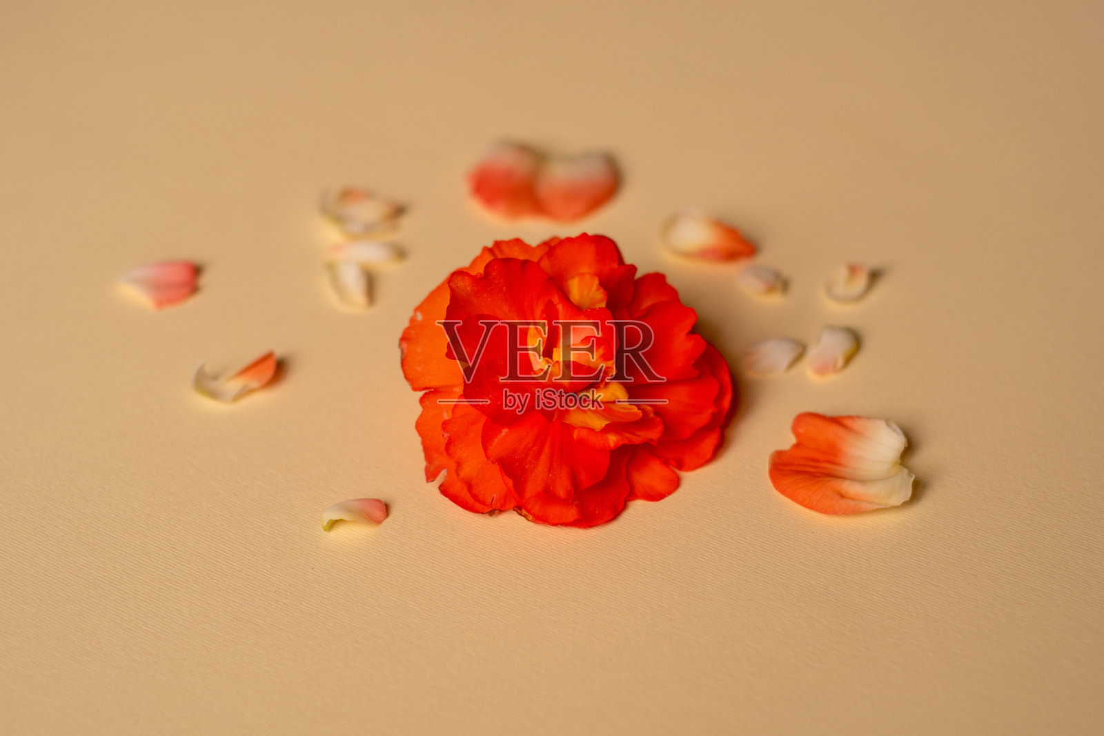 美丽的背景花蕾在一个黄色的背景。照片摄影图片