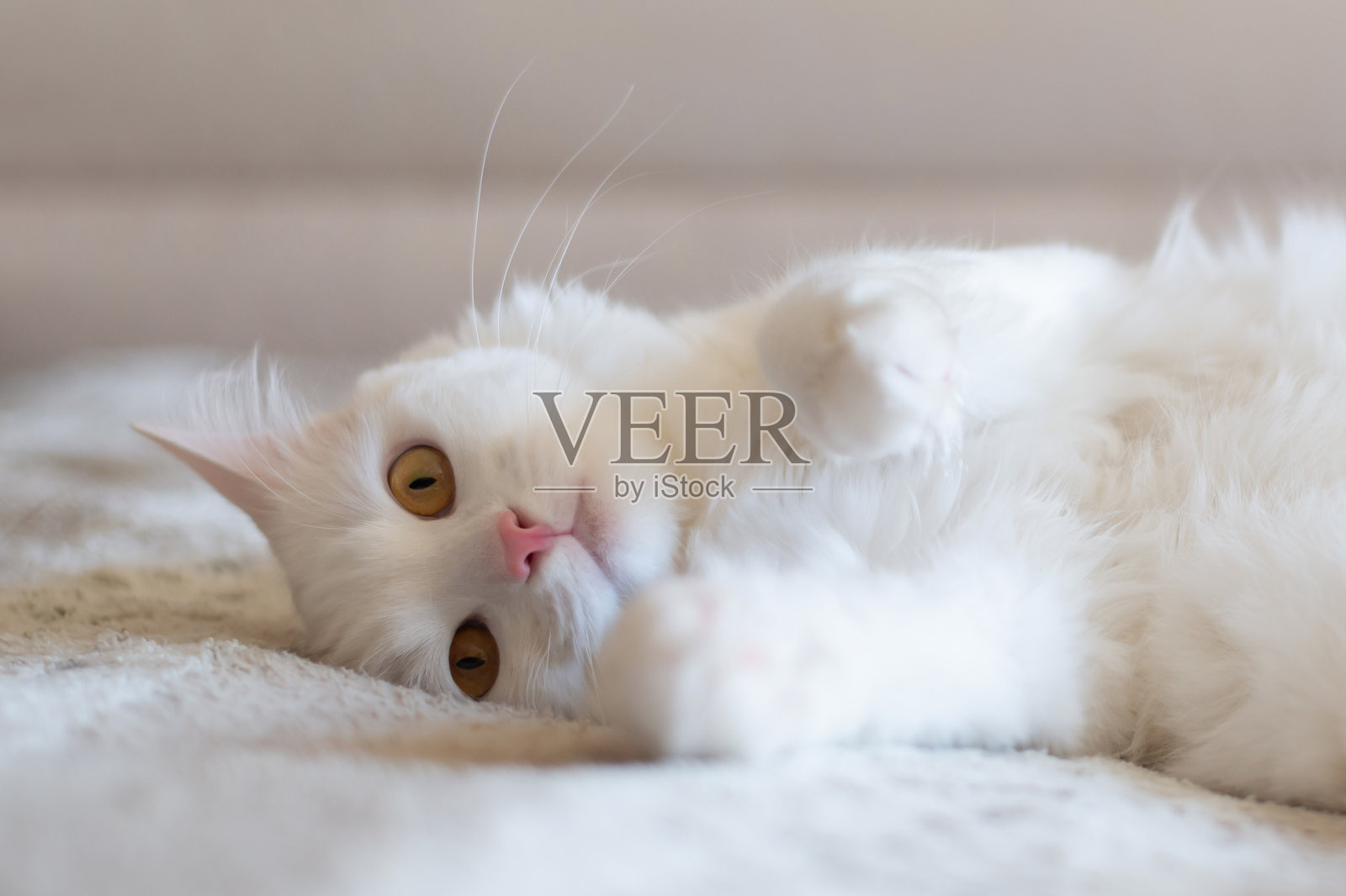 白猫在床上冷着照片摄影图片