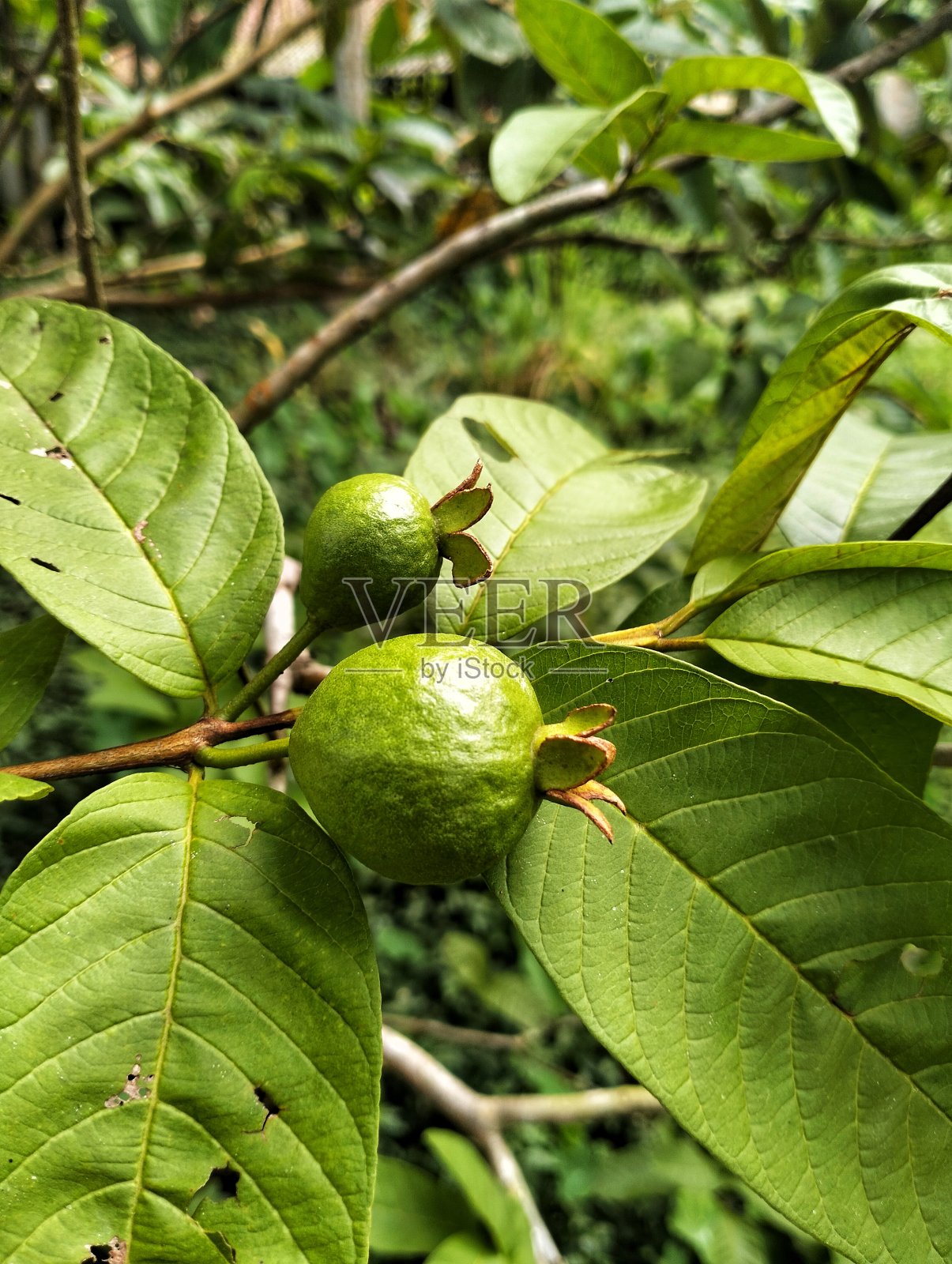 看起来很吸引人的小番石榴照片摄影图片