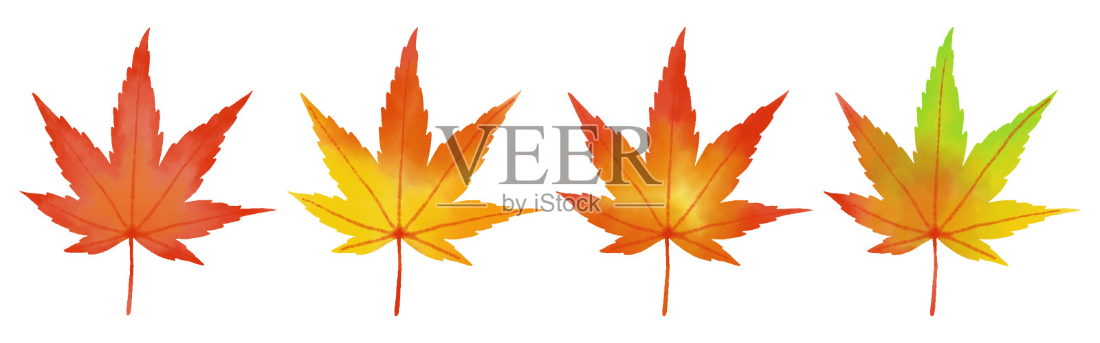 一套彩色的日本枫叶在白色的水彩，用于横幅，卡片，传单，社交媒体壁纸等。插画图片素材