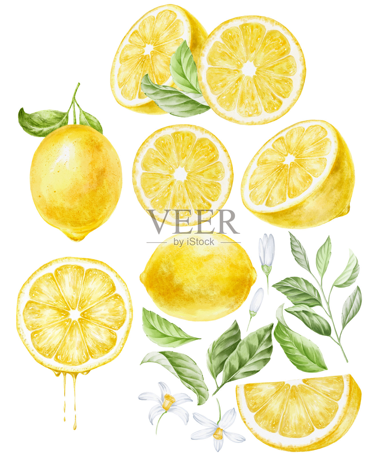 柠檬集柑橘类食品植物插图。插画图片素材