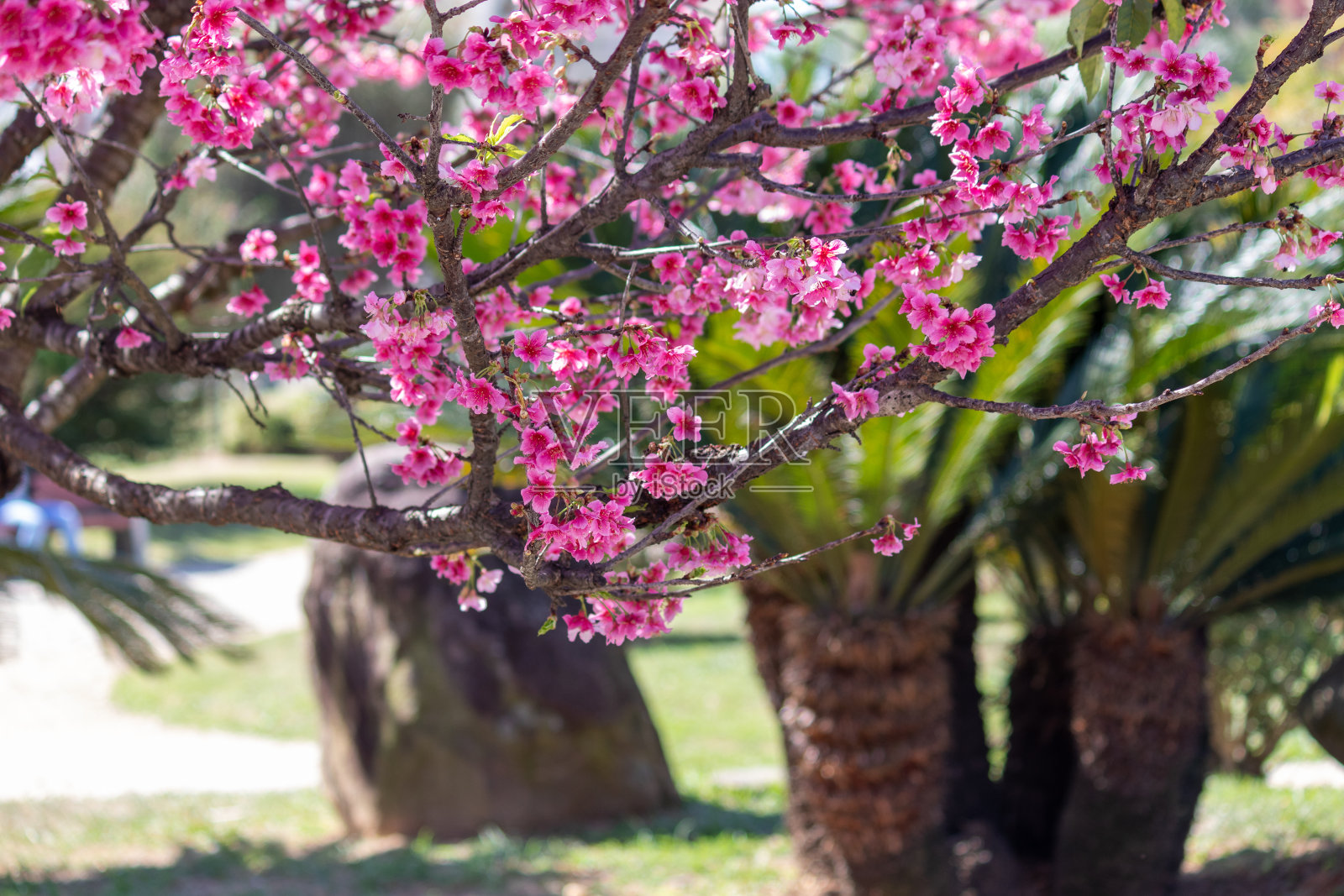 樱桃树的迷人之美。照片摄影图片
