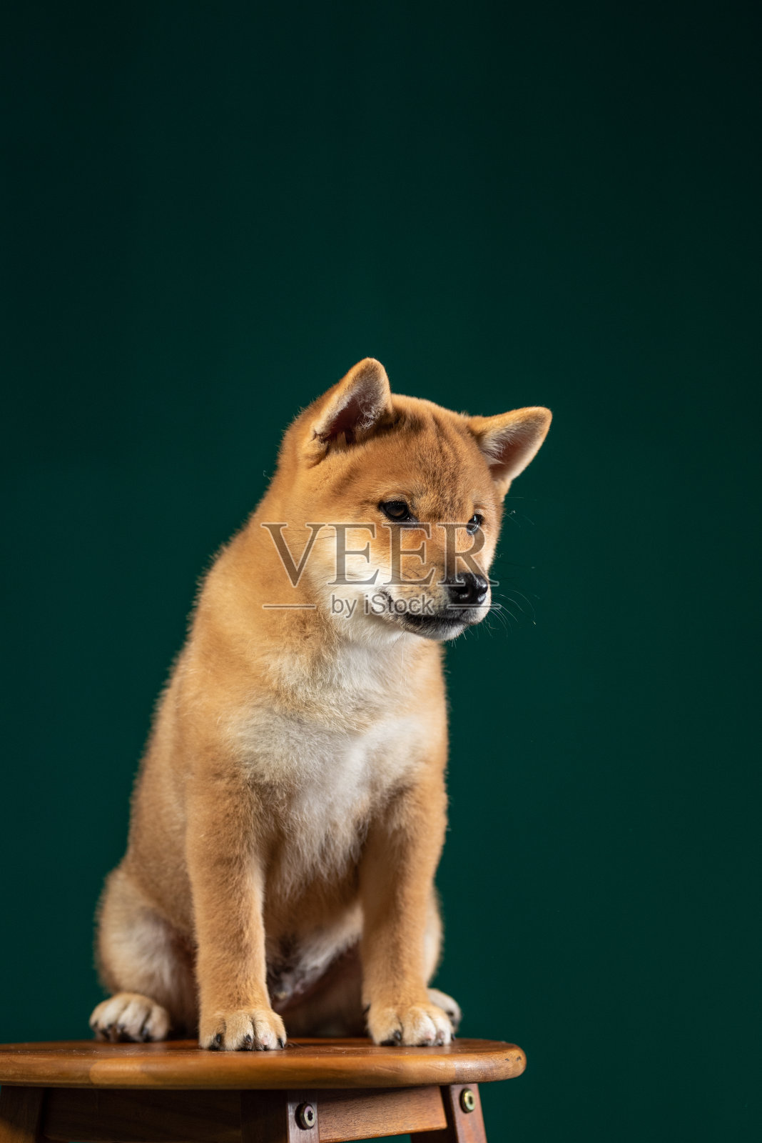 小狗柴犬的肖像照片摄影图片