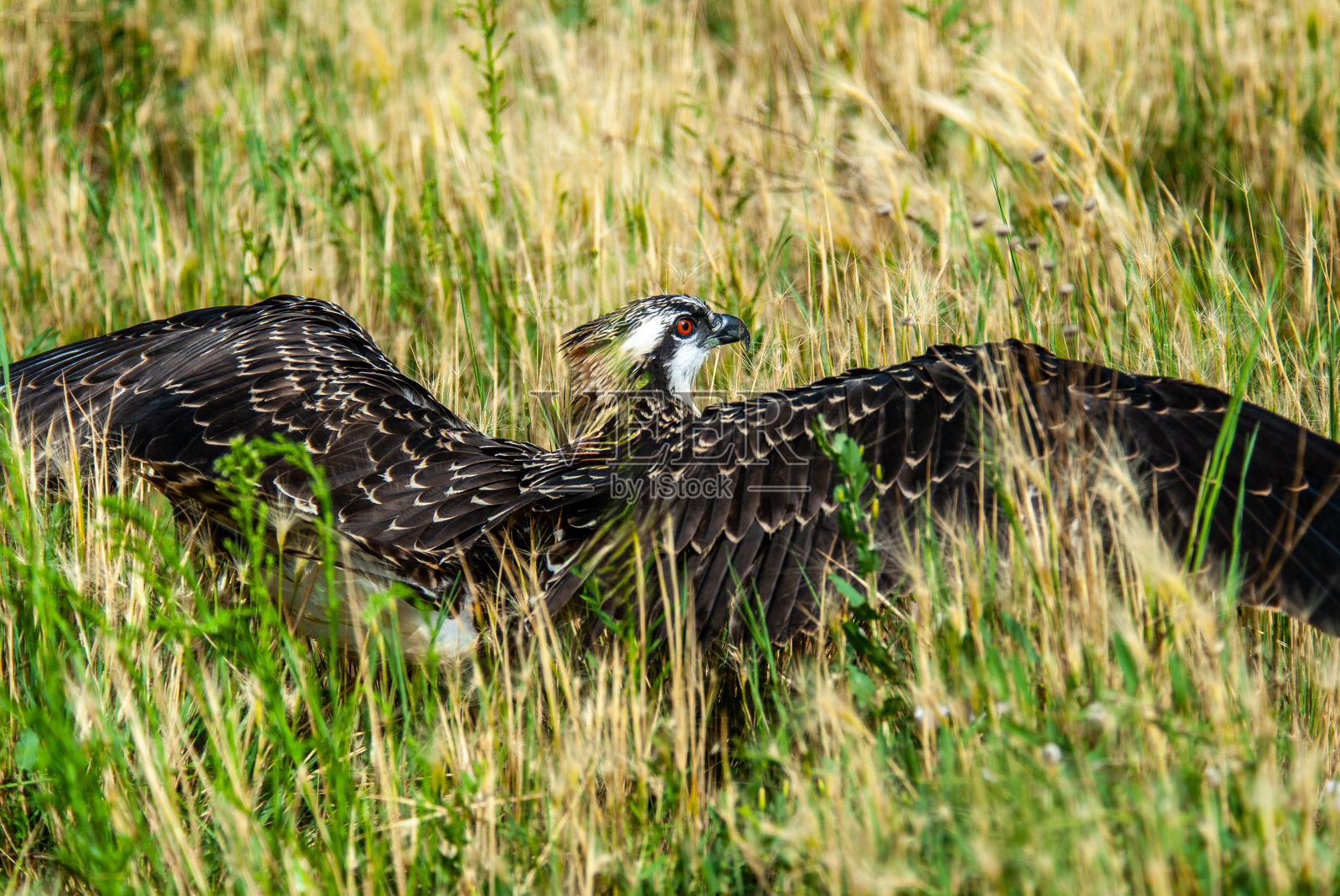 羽翼未丰的鱼鹰躲在草丛里照片摄影图片