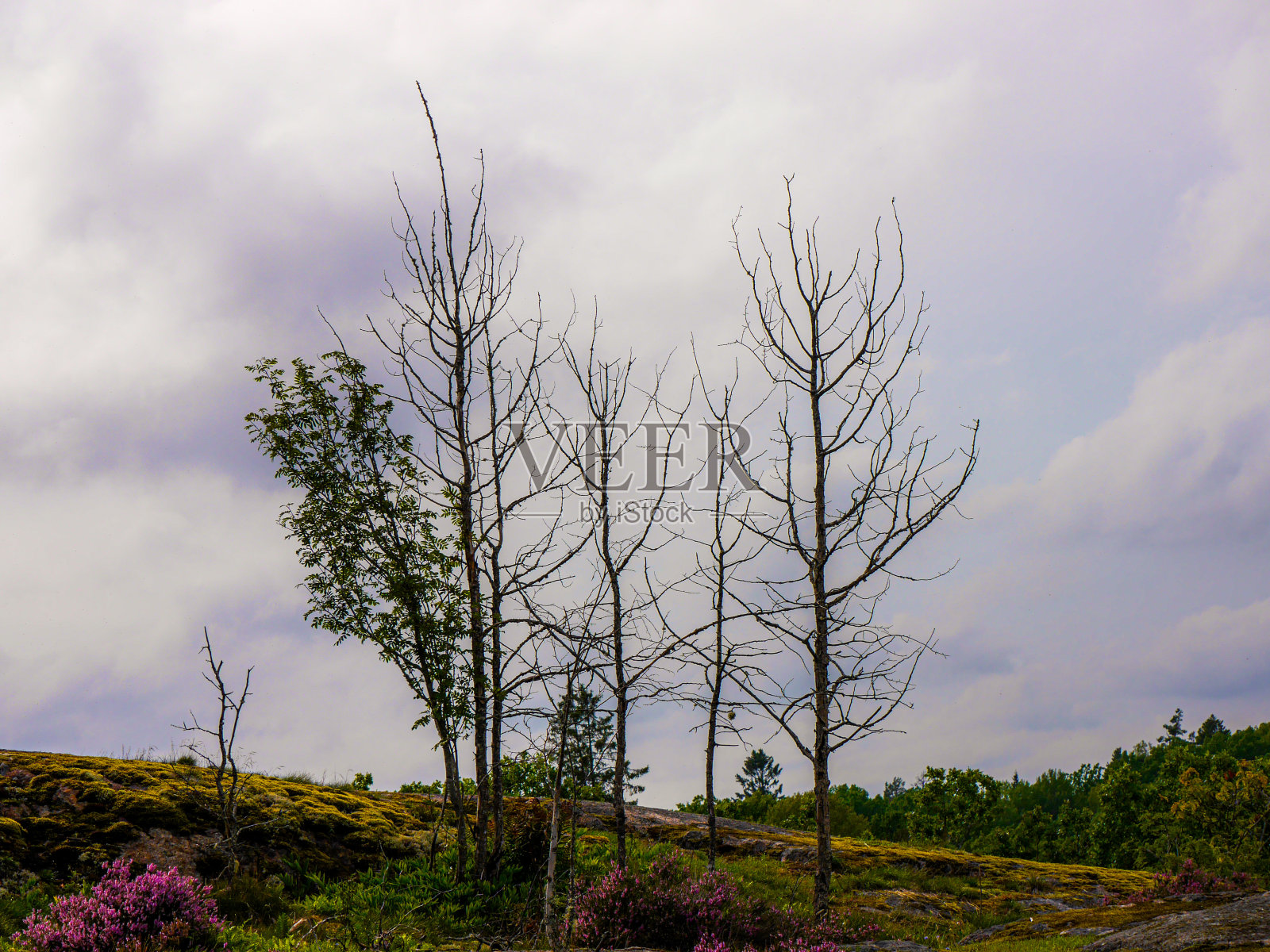 光秃秃的树对着天空的低角度视图照片摄影图片
