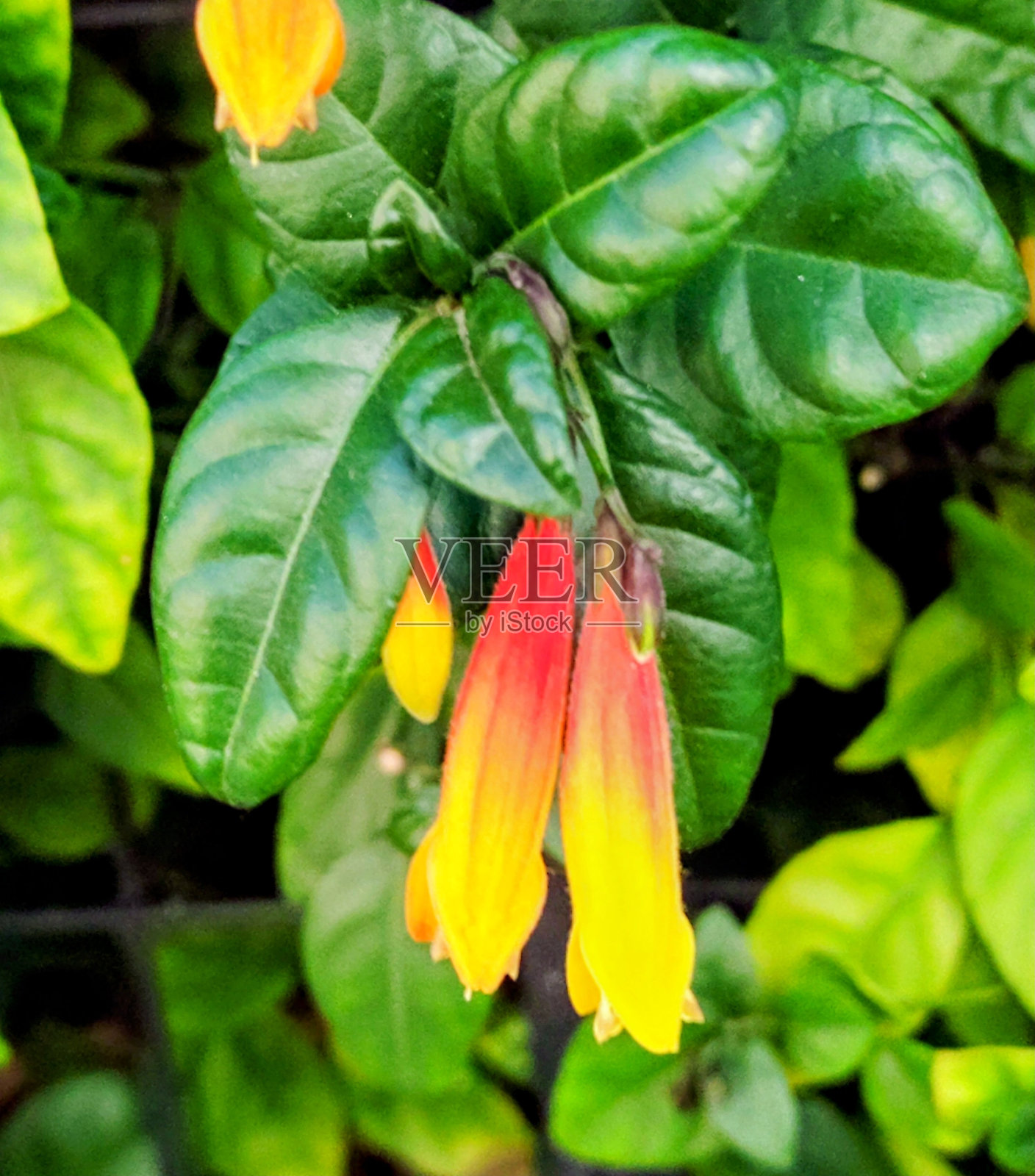 Jacobinian花照片摄影图片