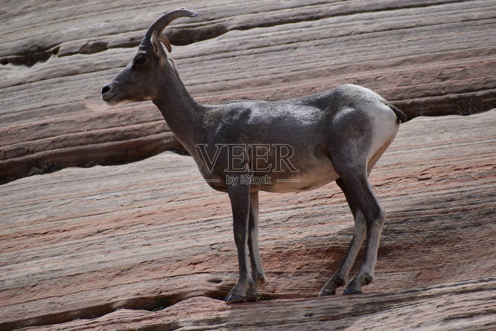 自然界中孤独站立的山羊照片摄影图片