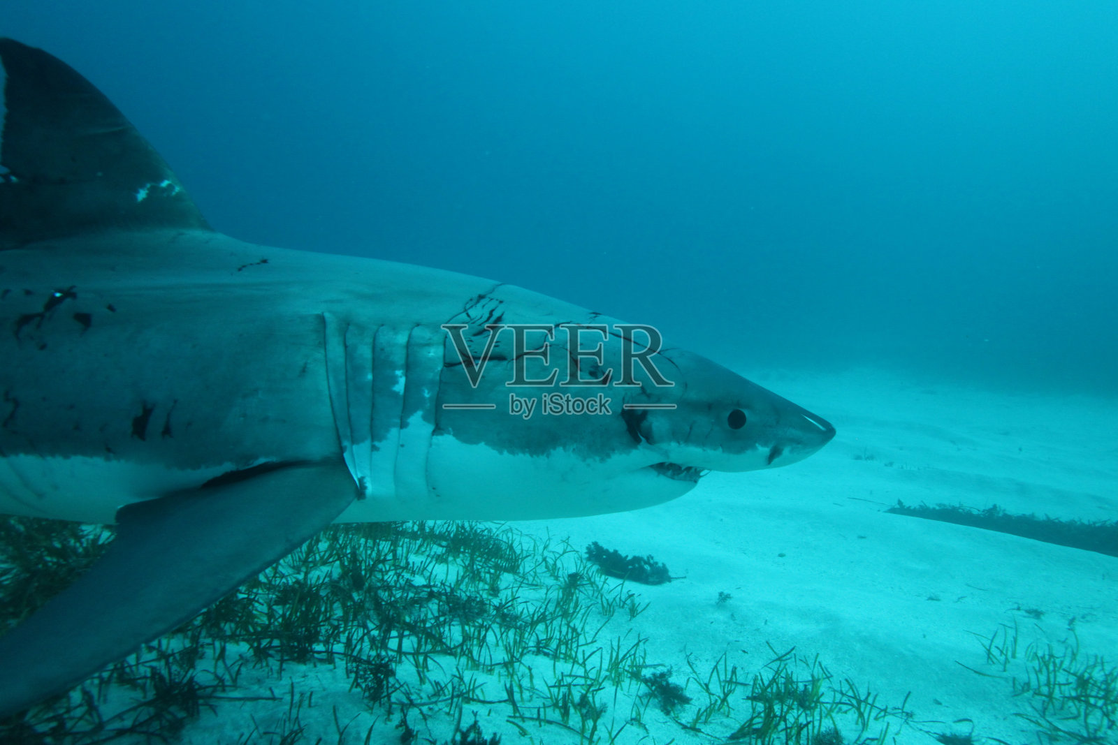 大白鲨，Carcharodon carcharias，南澳大利亚海王星群岛照片摄影图片