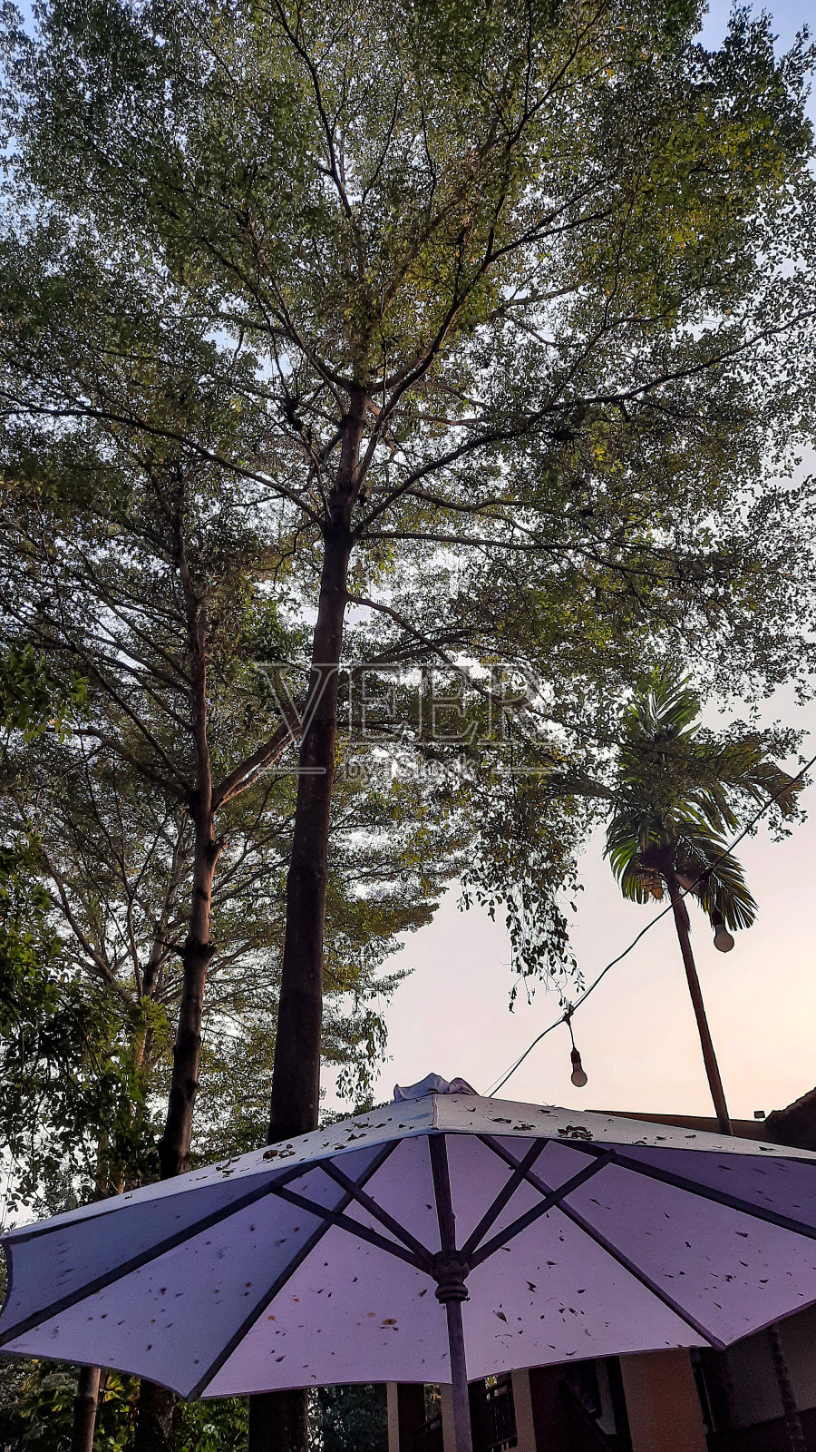 遮荫的树照片摄影图片