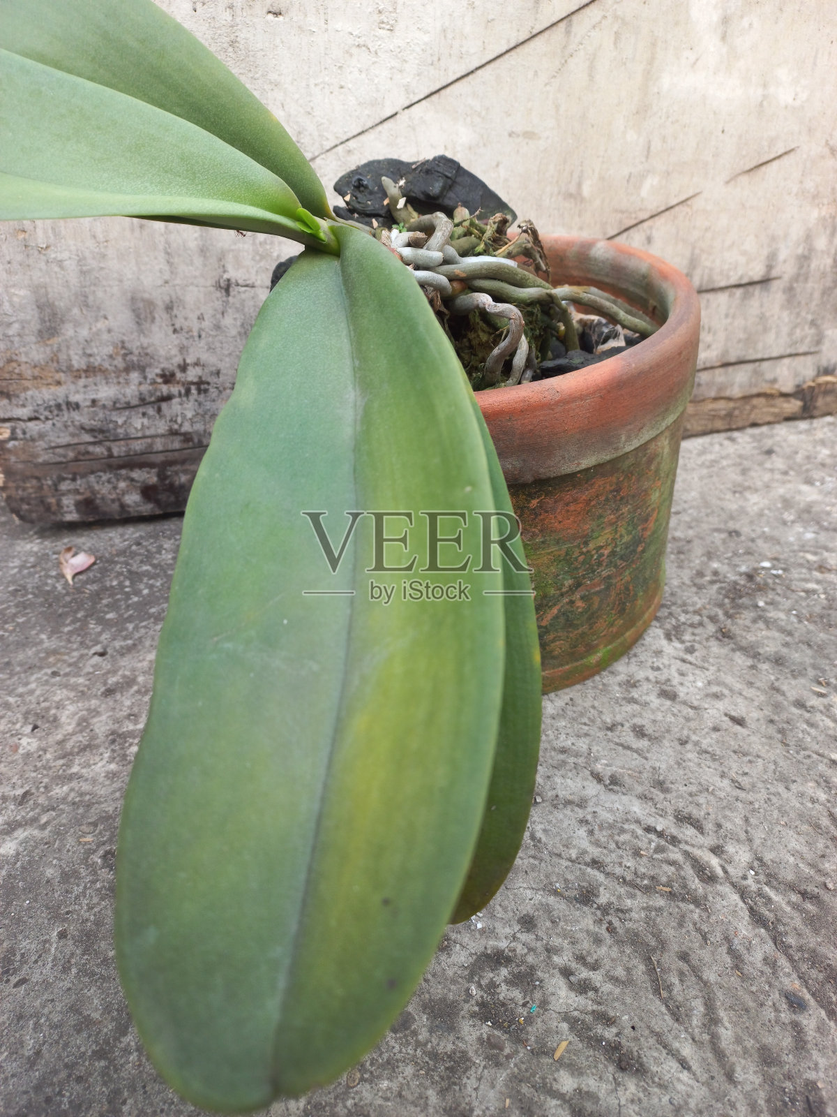 兰花植物在陶土陶土罐和树蕨兰花板高分辨率图像|兰花根和兰花月盆陶土股票照片照片摄影图片