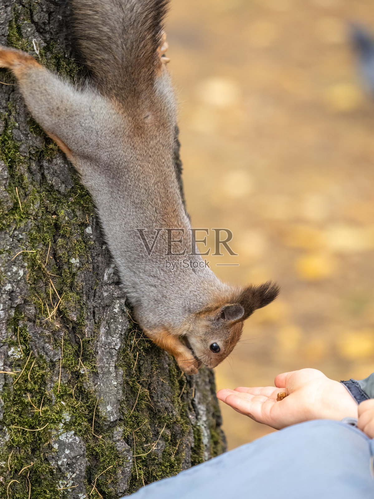 男孩用树林里一只手的坚果喂松鼠照片摄影图片