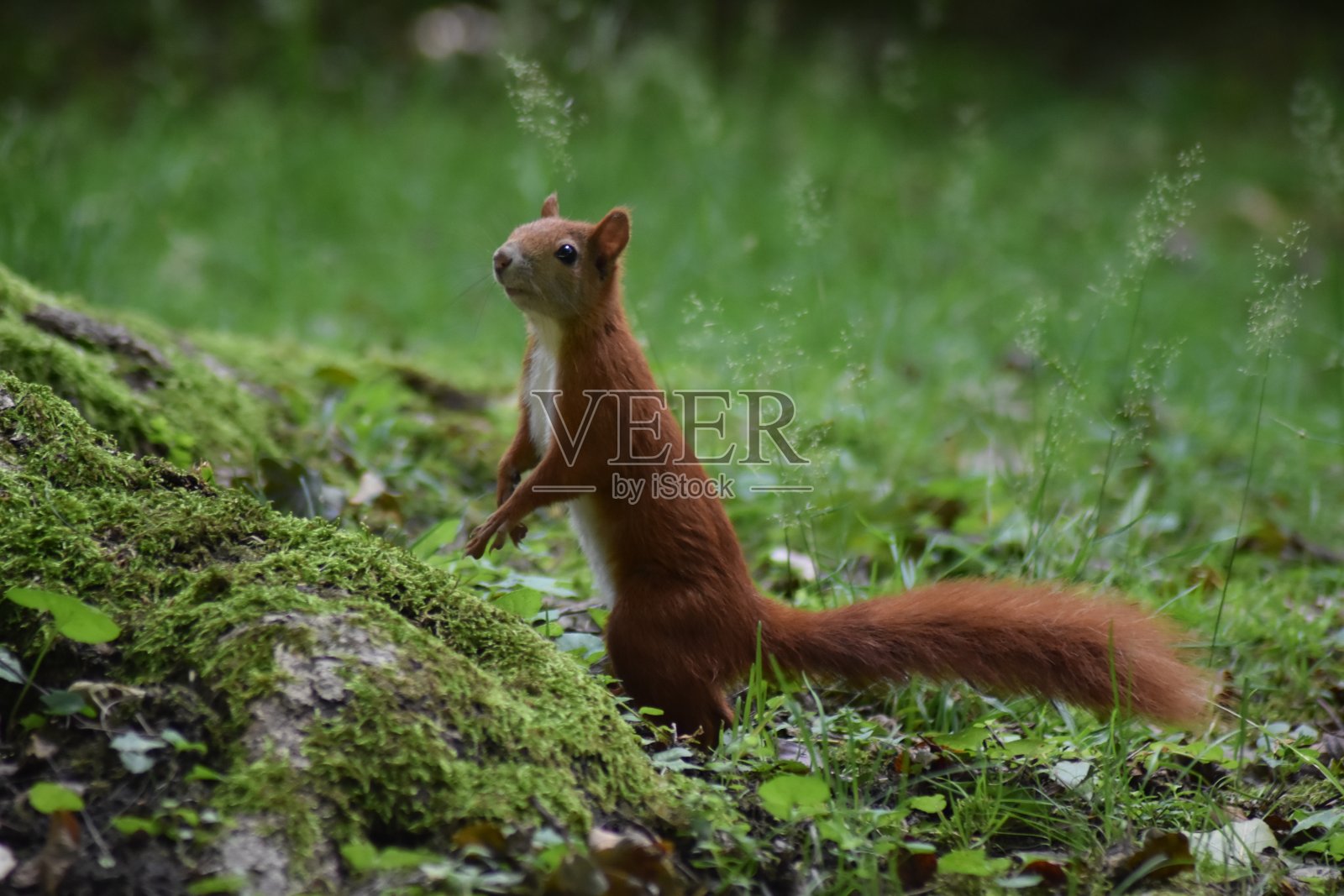 松鼠照片摄影图片