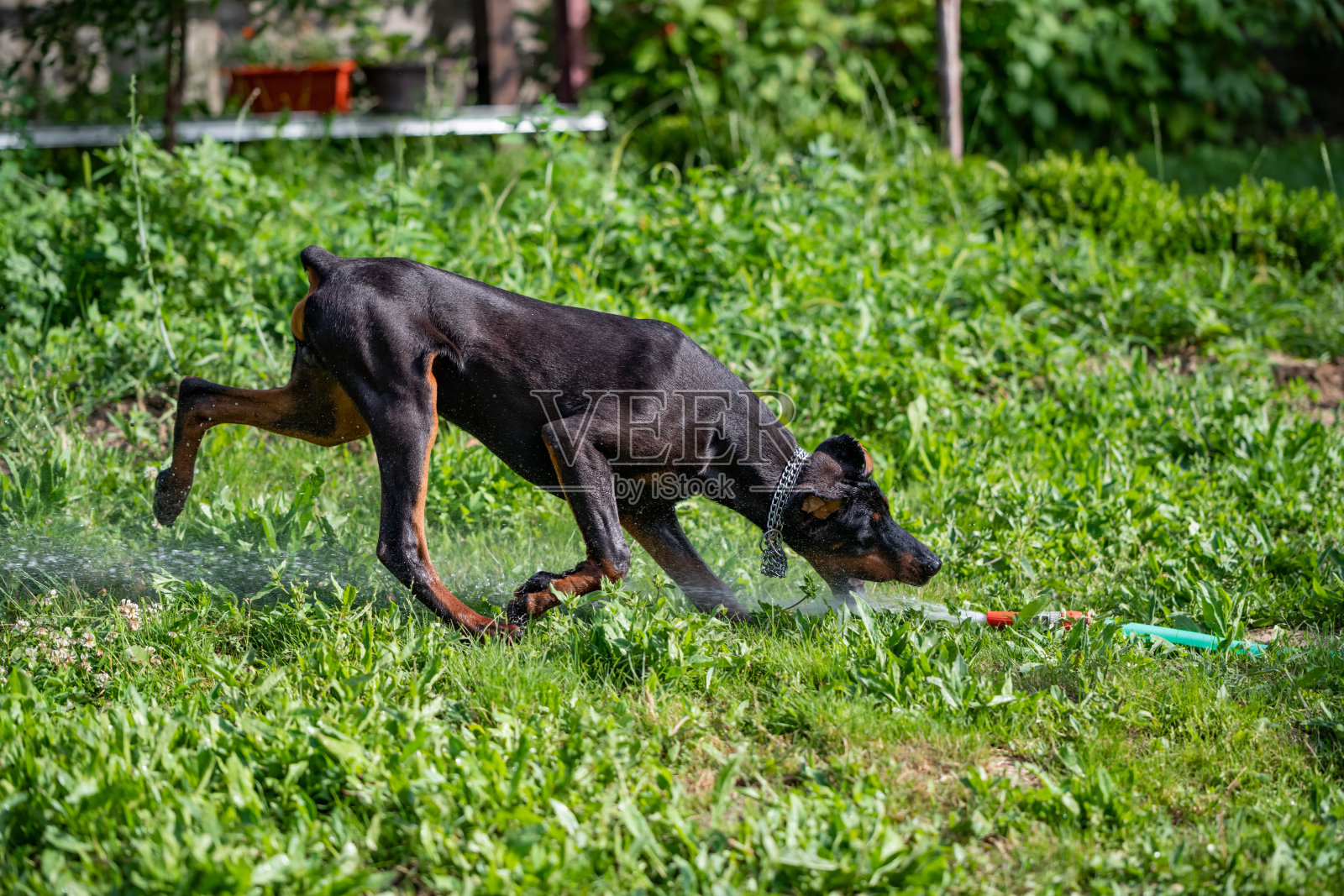 杜宾犬玩水照片摄影图片