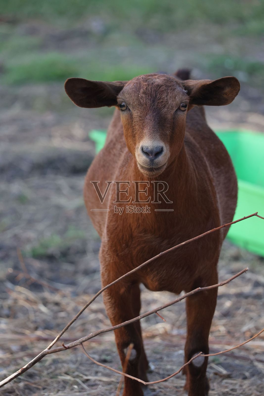 垂直拍摄的卡拉哈里红山羊在农村的田野照片摄影图片