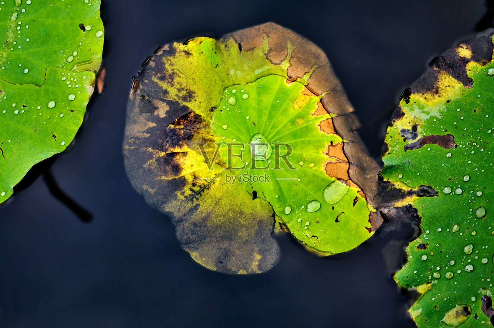 绿而死的荷叶带着水珠照片摄影图片
