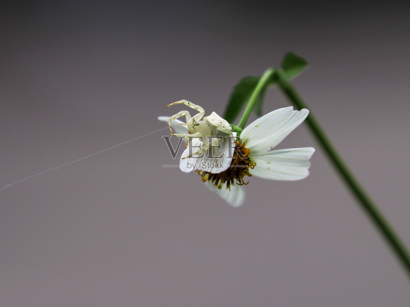 白蟹蛛在雏菊花上寻找昆虫照片摄影图片