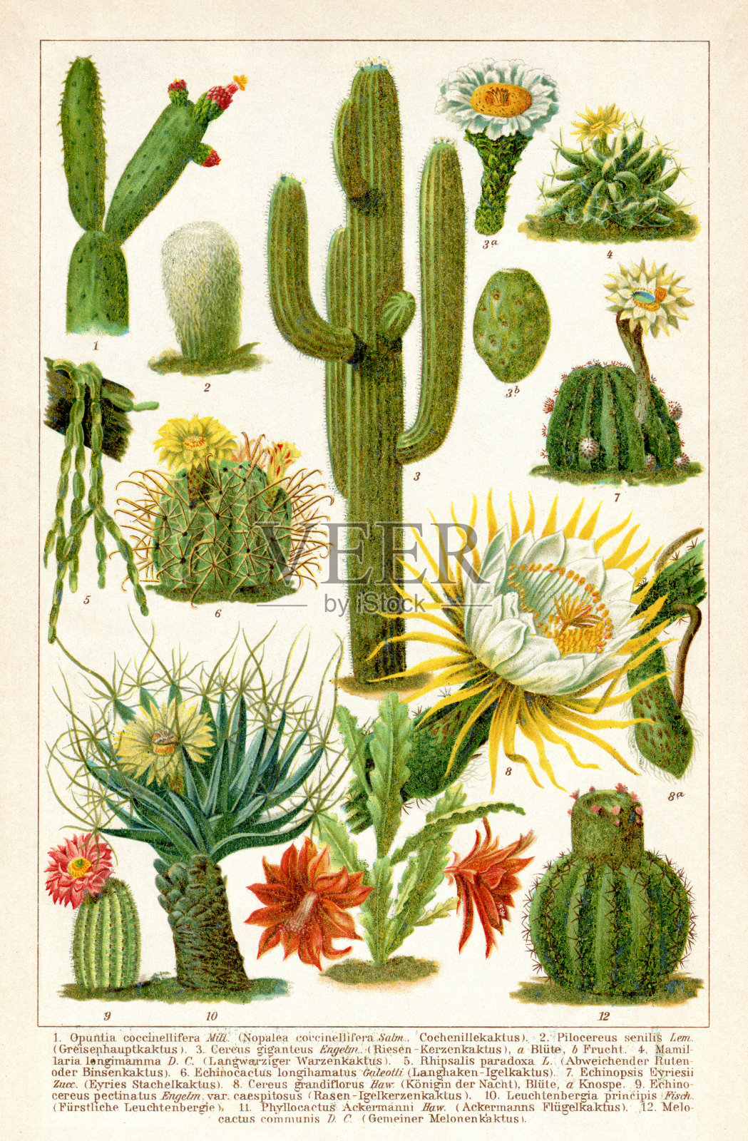 不同的仙人掌肉质植物分离在白色上1898插画图片素材
