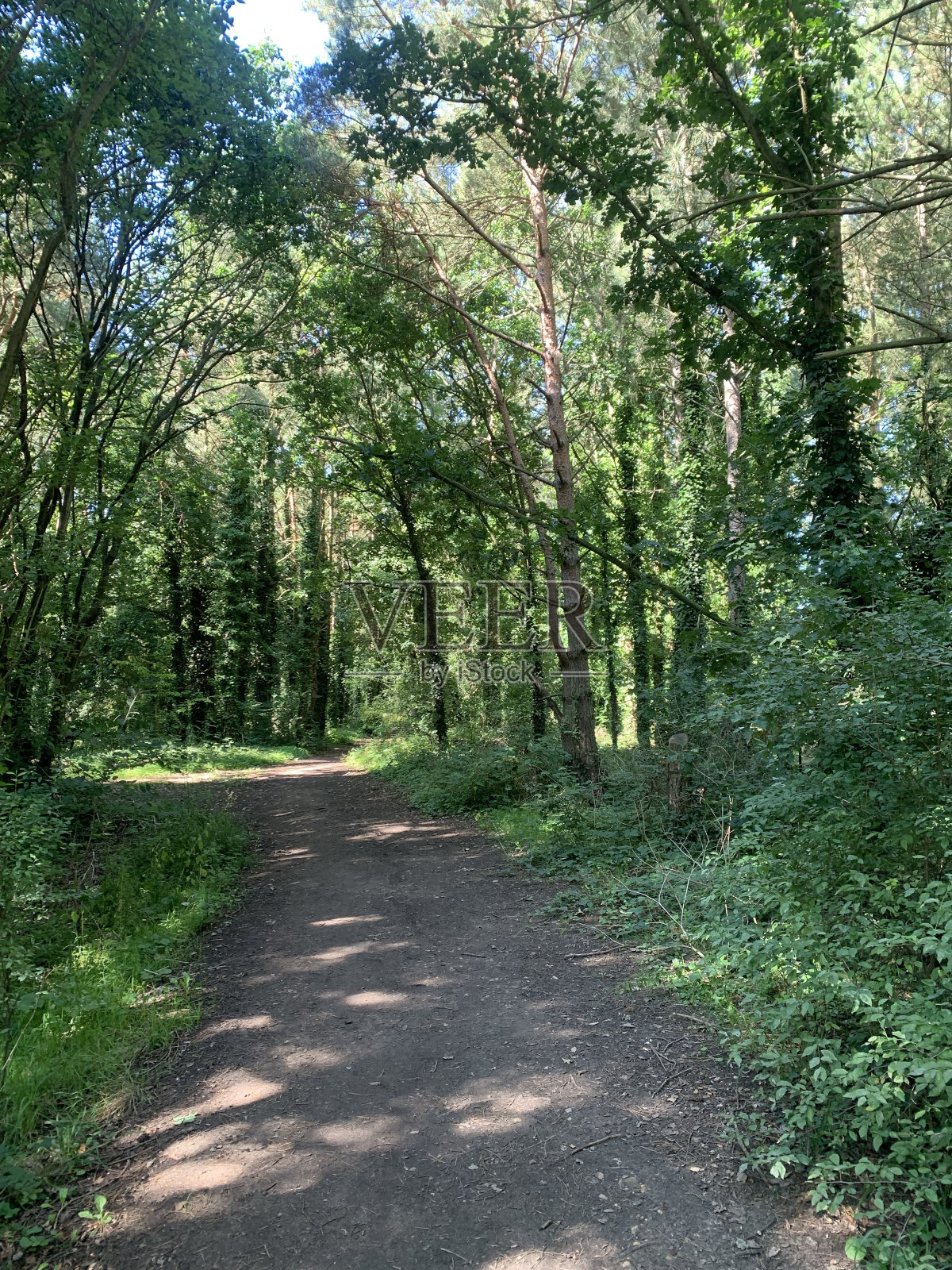 林间小路照片摄影图片
