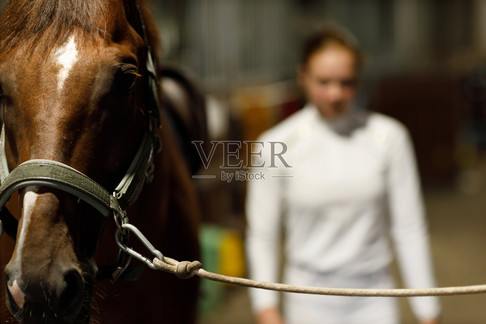 在马厩准备赛马或跳跃比赛的女骑师。照片摄影图片