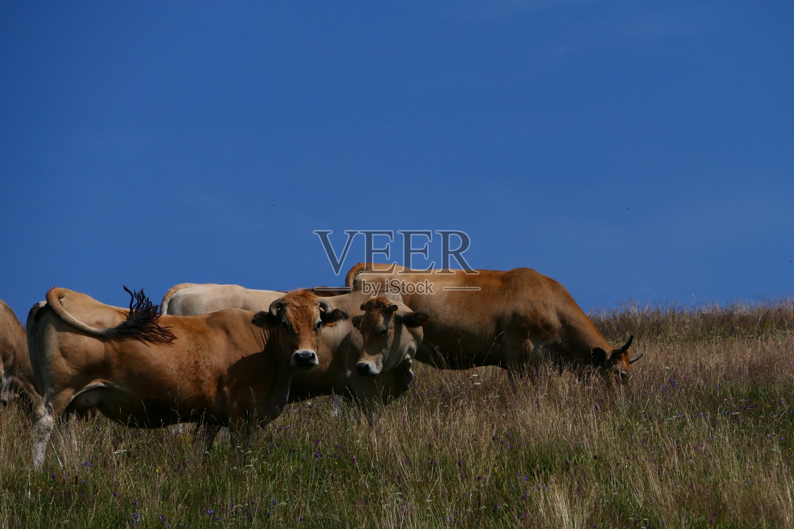坎塔省圣乌尔西泽附近奥布拉克高原上的牛群照片摄影图片