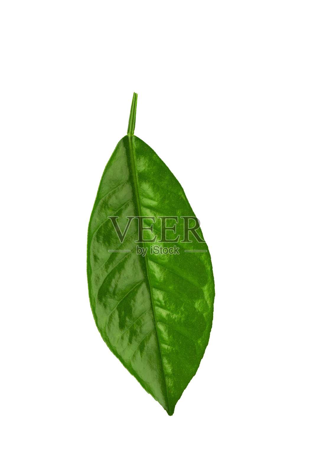 柠檬树枝上有绿色的叶子，孤立在白色的背景上照片摄影图片