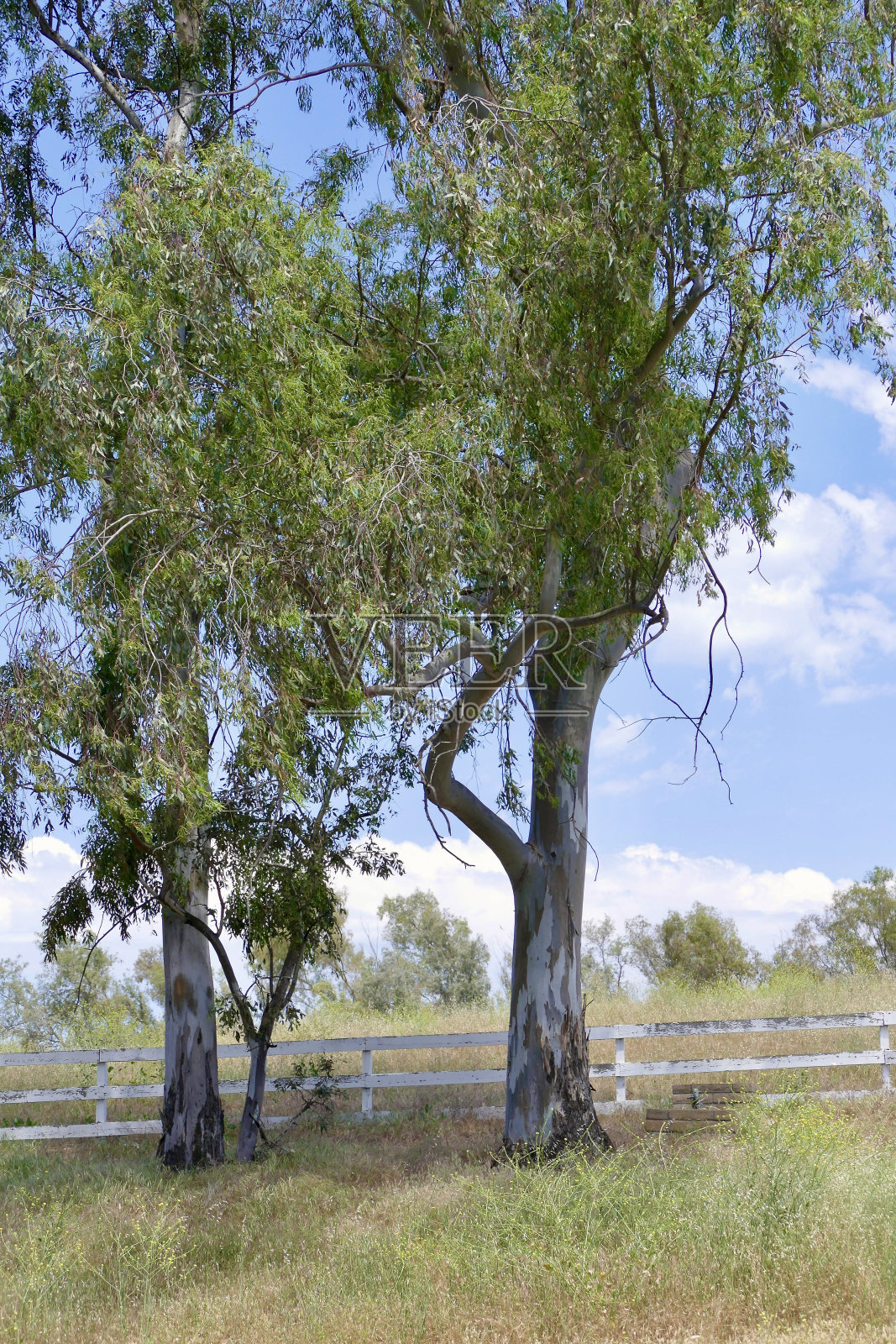 桉树和牧场与劈轨围栏照片摄影图片