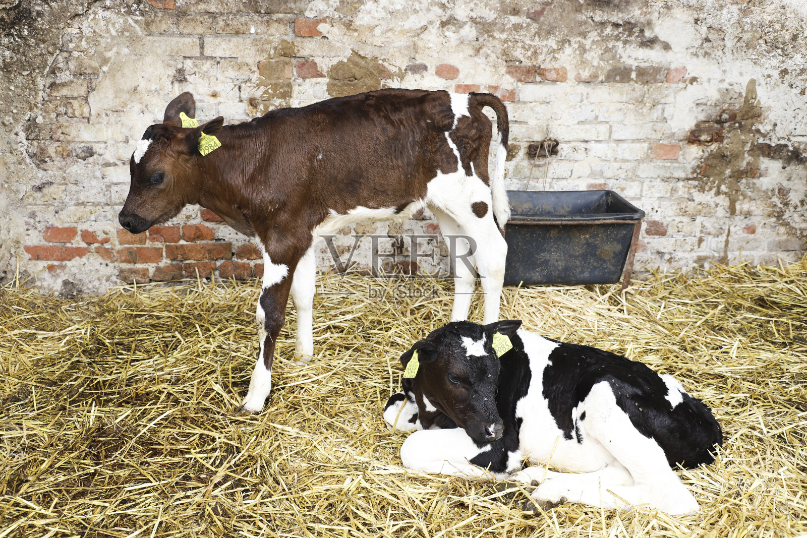 牛棚里的牛照片摄影图片