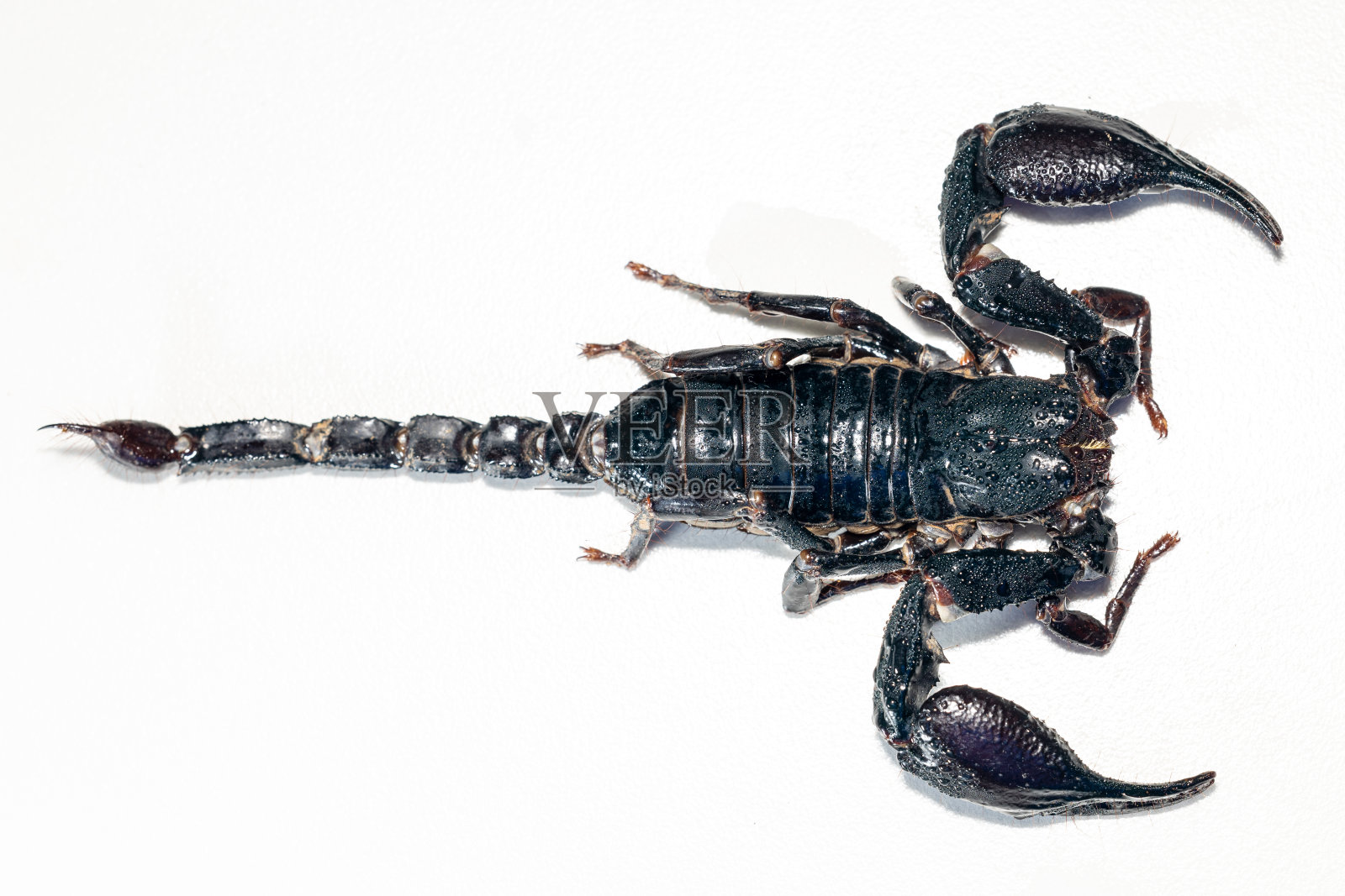 实验室中蝎子的结构和解剖。照片摄影图片