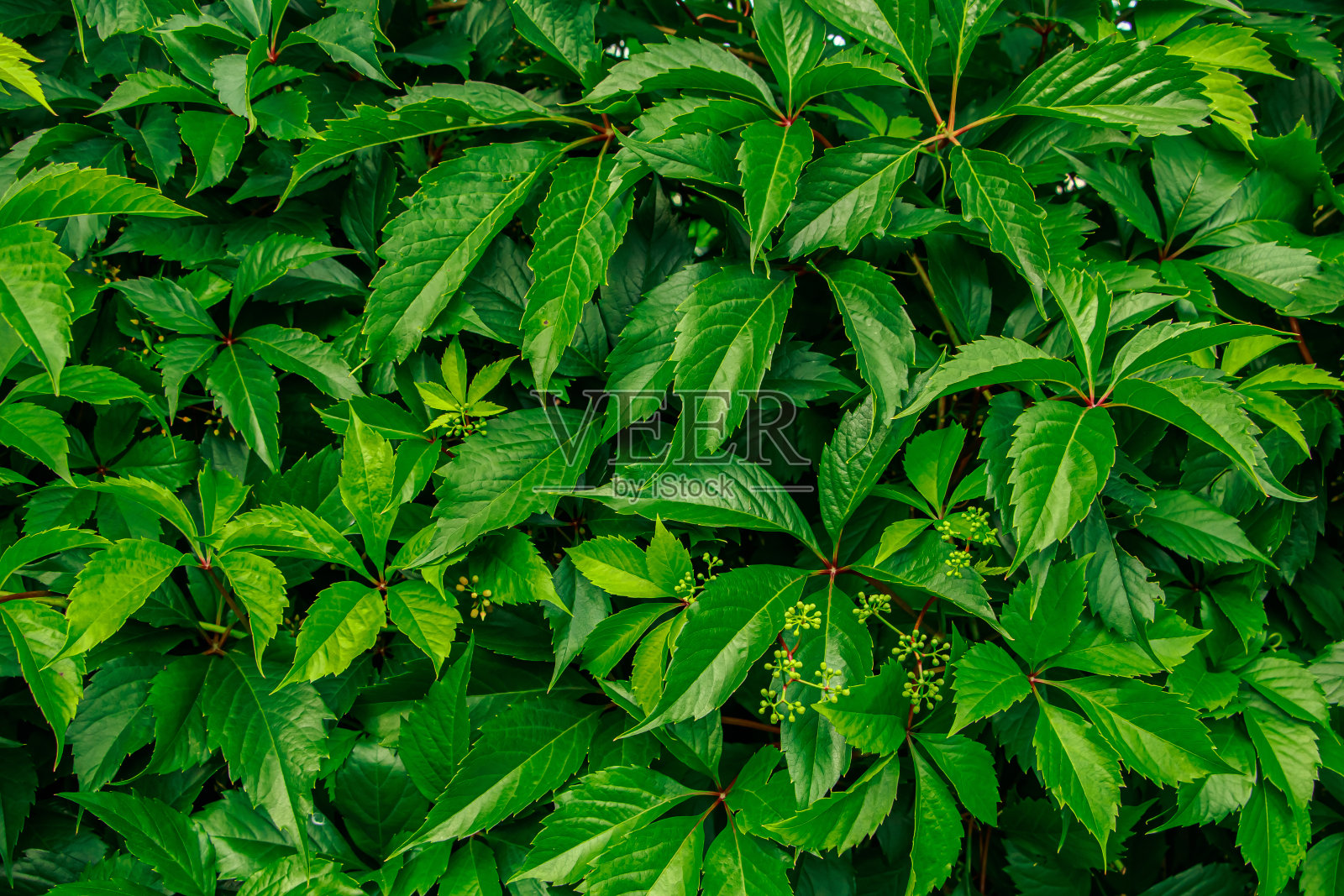 年轻的绿色葡萄藤靠近。照片摄影图片